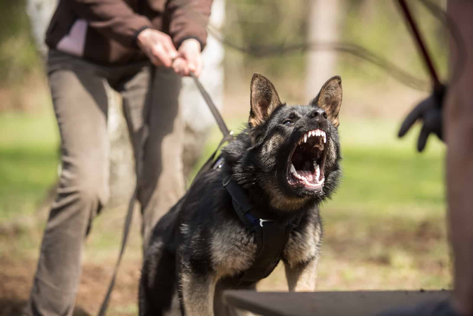 el dueño entrena a un perro agresivo