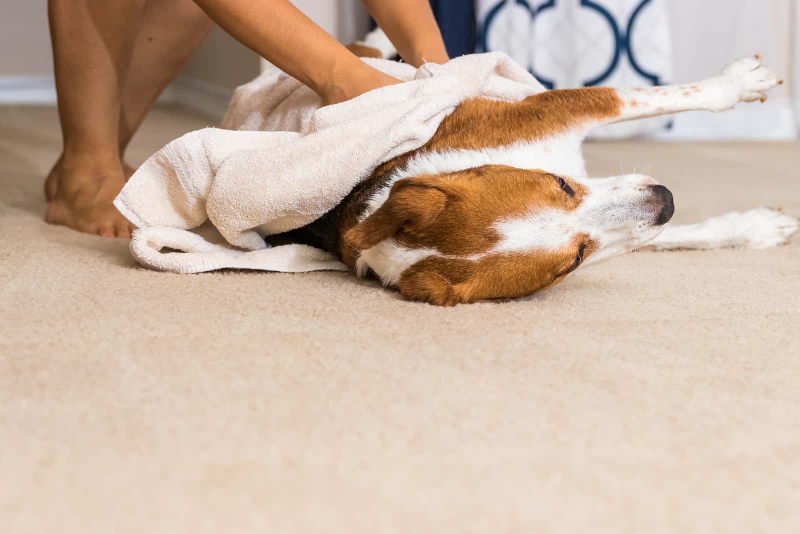 la persona limpia al perro de caza con una toalla