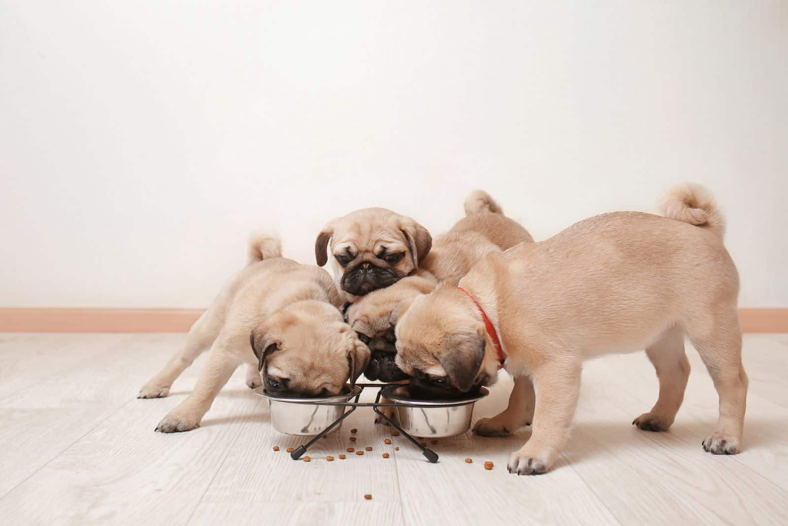 el pug siempre come de un tazón