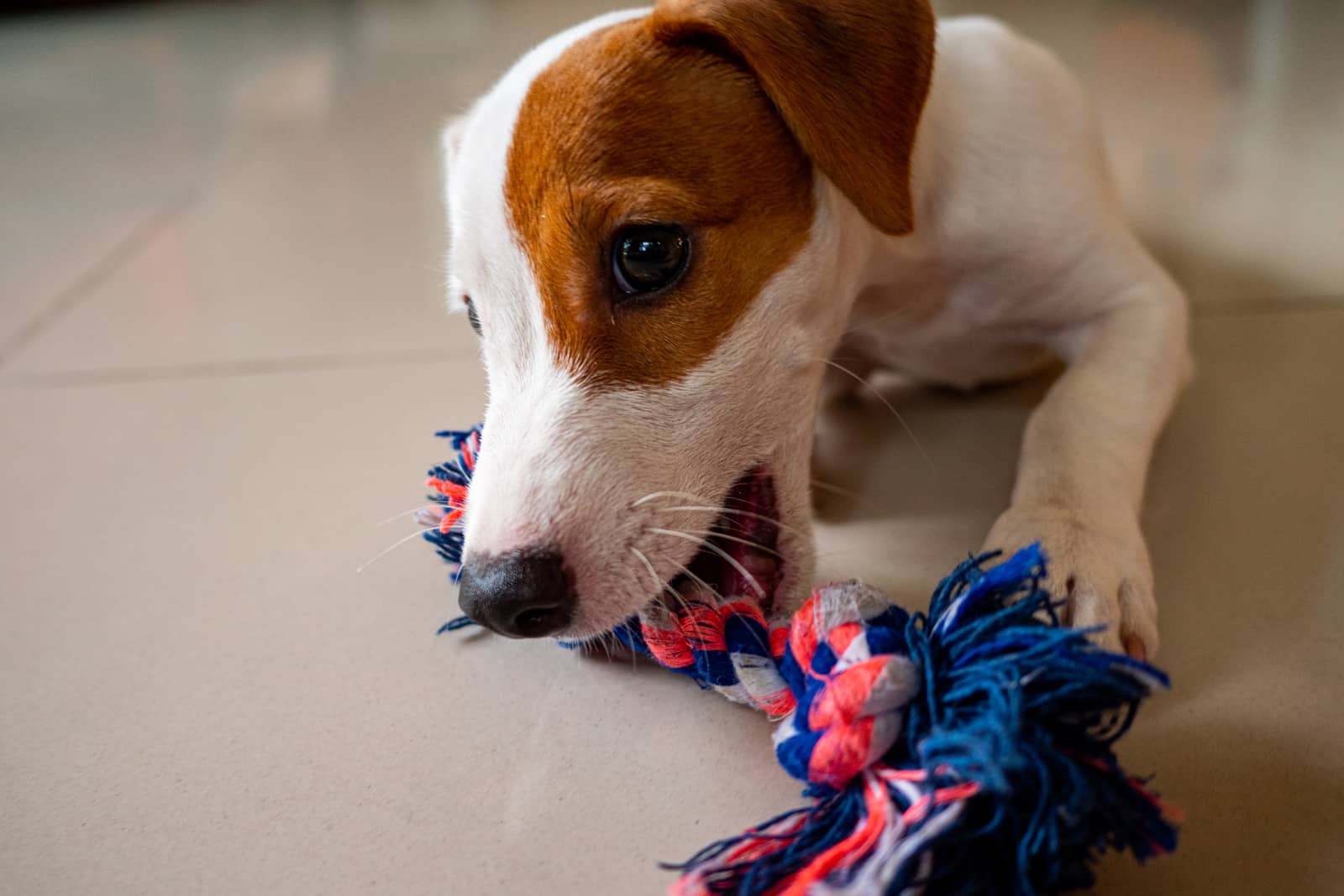 el cachorro muerde el juguete