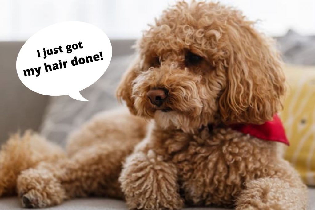 el goldendoodle peludo está sentado
