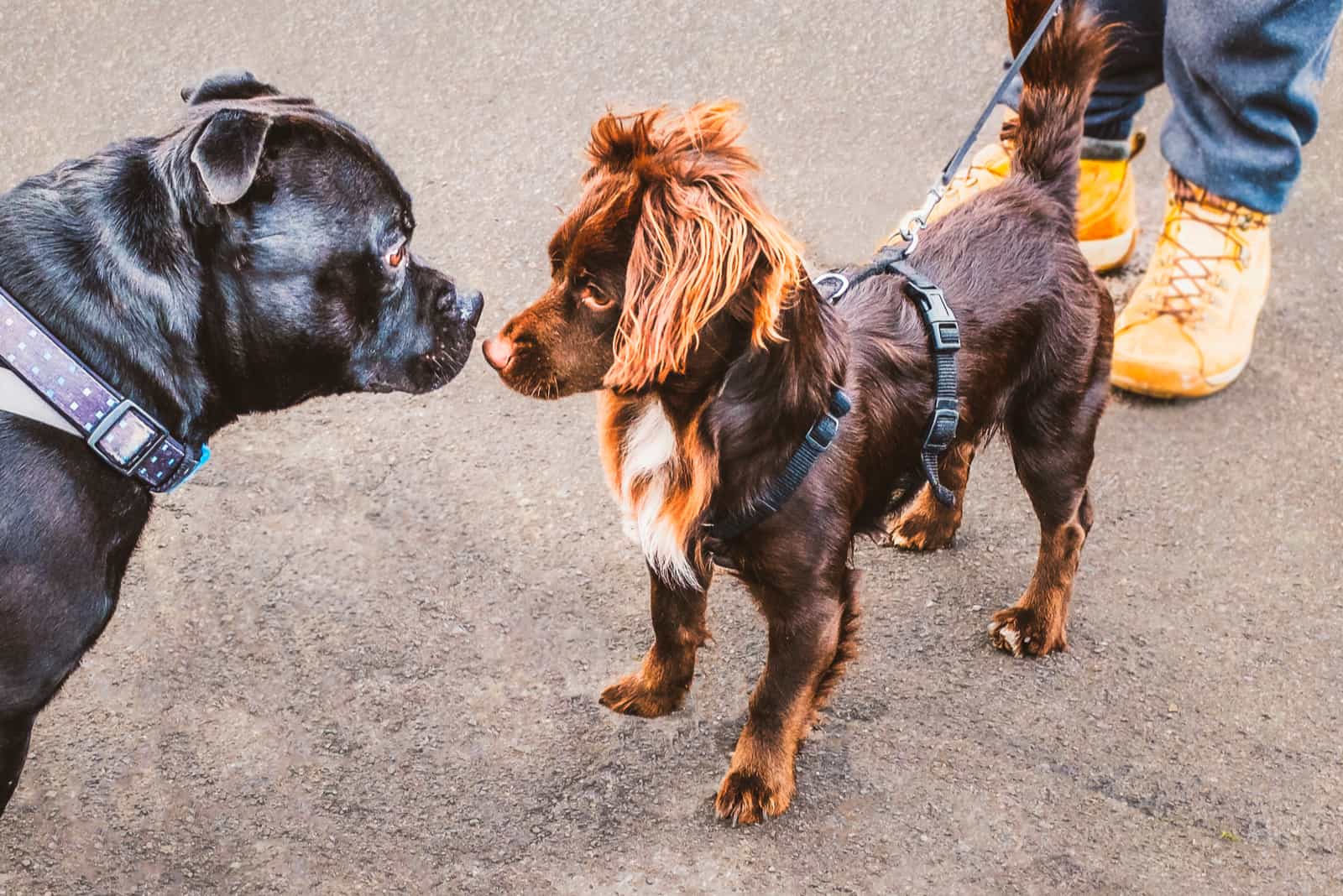 los dos perros se encuentran y huelen