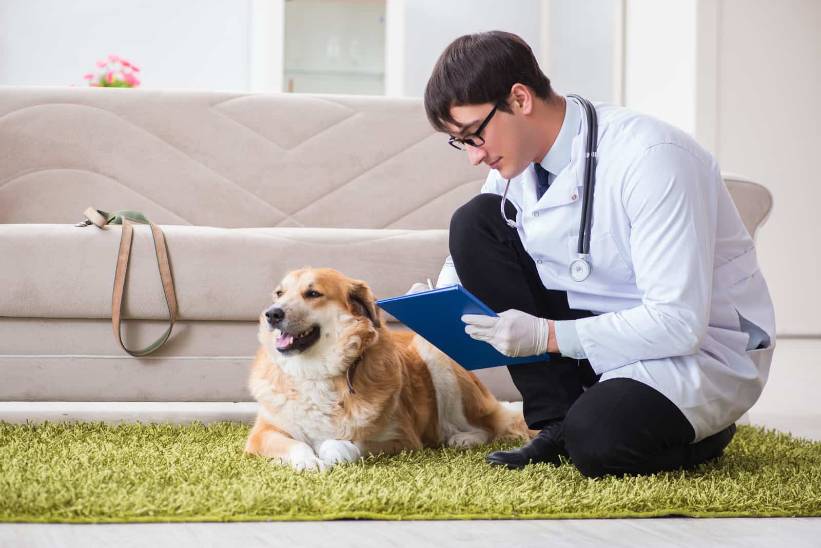 el veterinario examina al perro mientras yace en el suelo