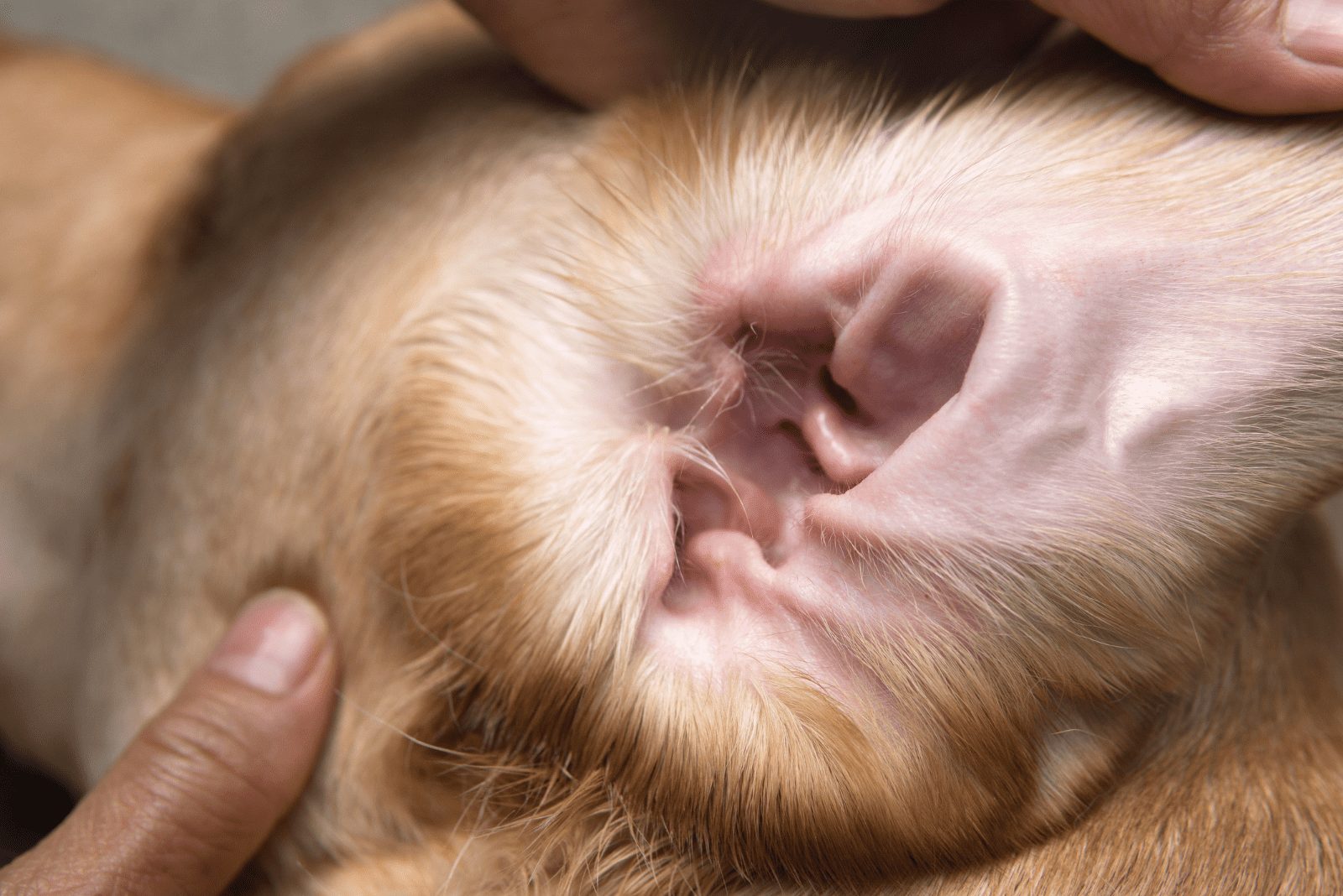 el veterinario examina la oreja del labrador