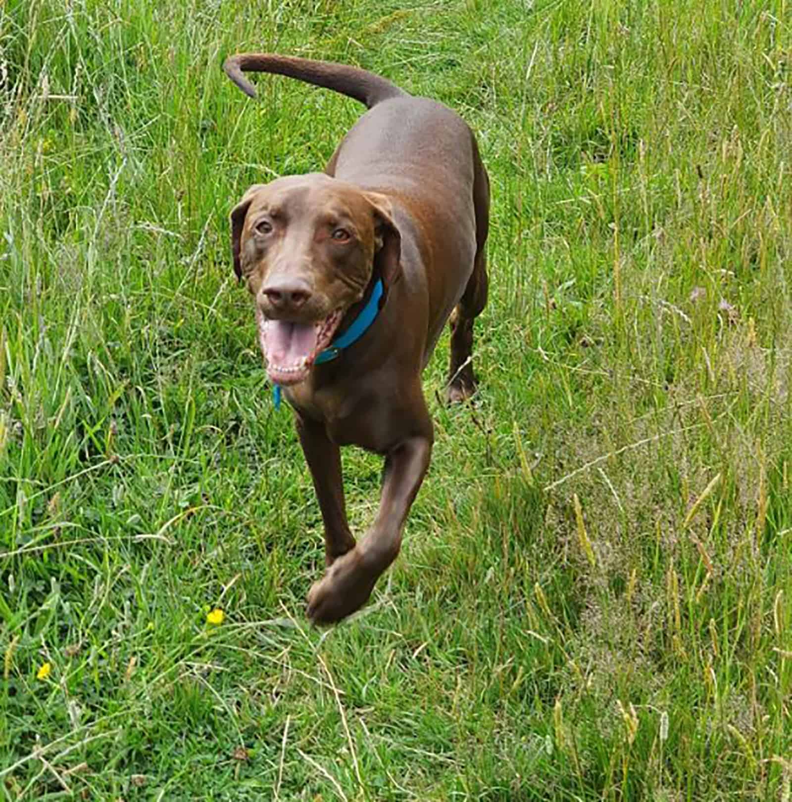 el perro vizmaraner corriendo en el campo