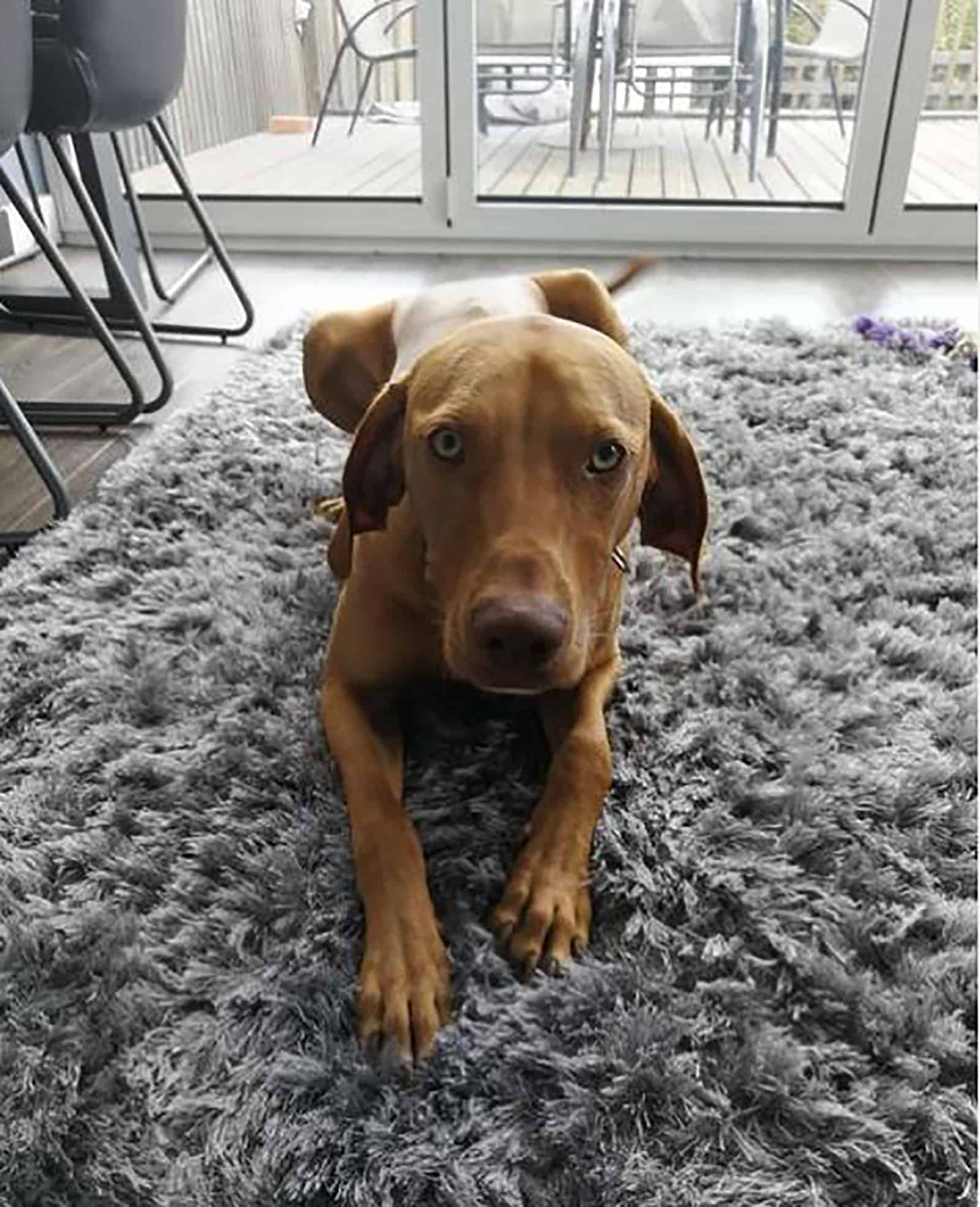 el perro vizmaraner acostado en la alfombra