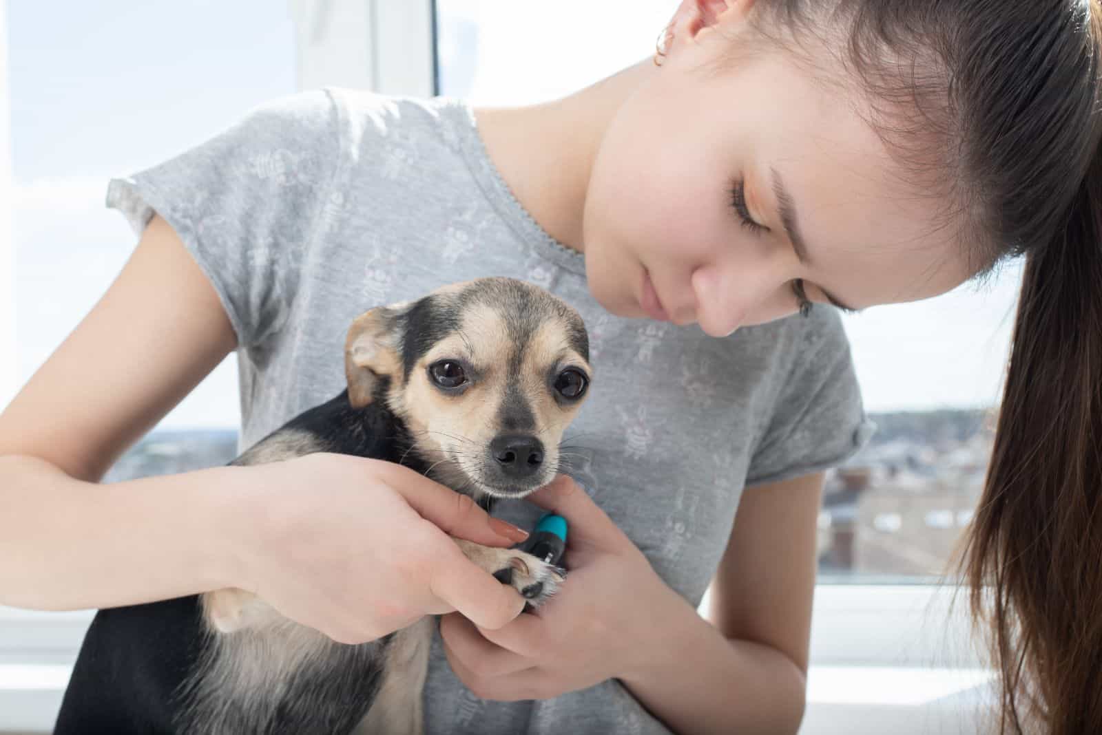 la mujer examina la pata del perro