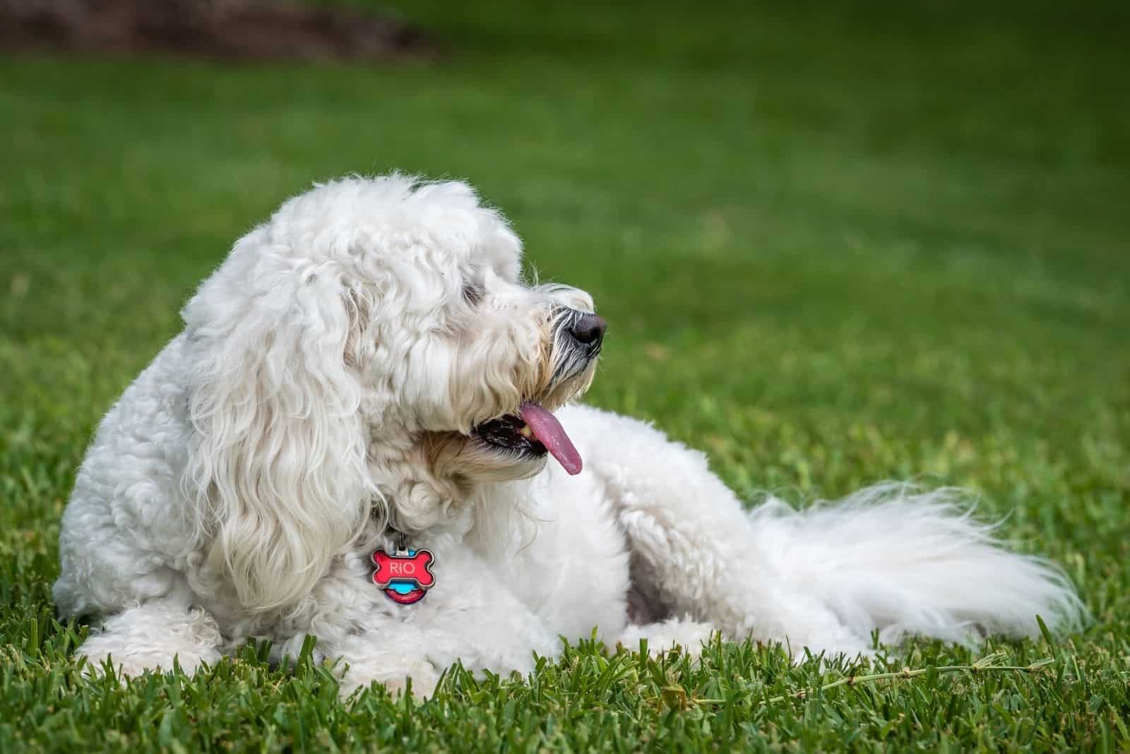 este es Río el goldendoodle relajándose en el césped