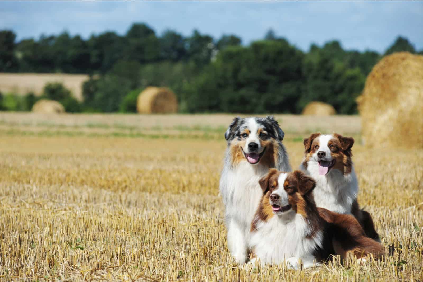 tres Pastores Australianos descansando en un campo