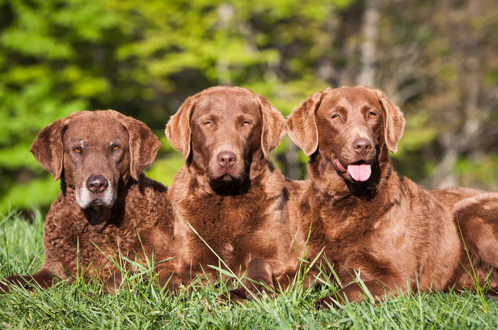 Tres Chesapeake Bay Retrievers