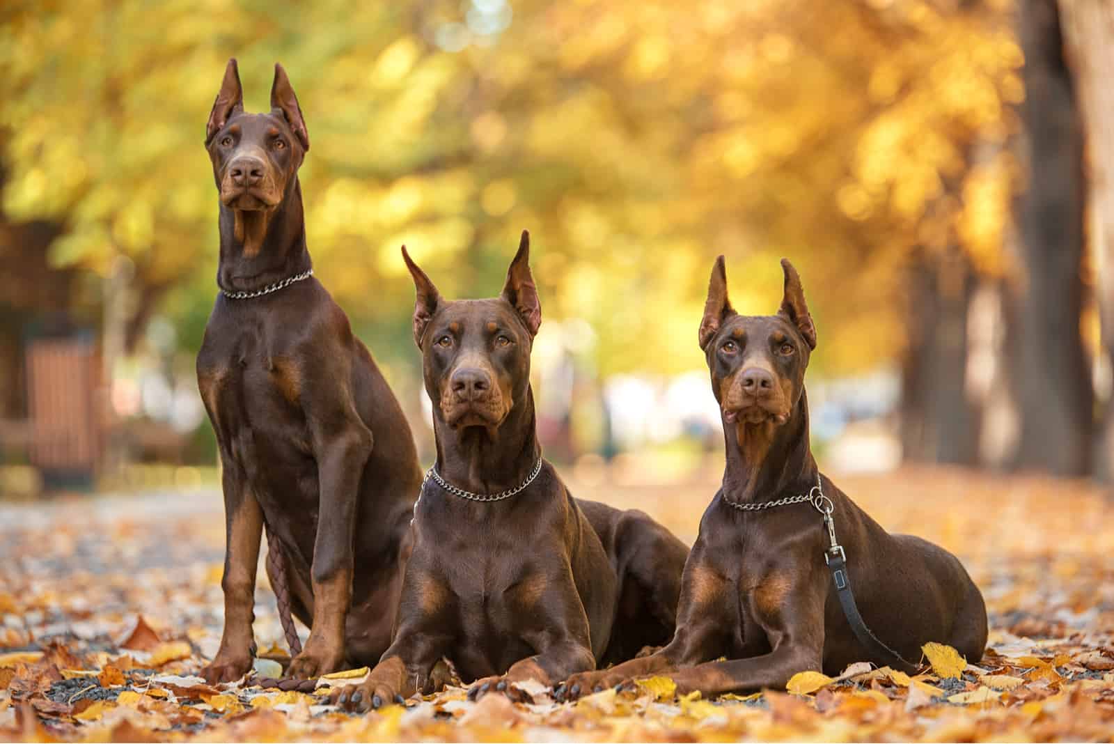 tres Dobermans sentados en hojas