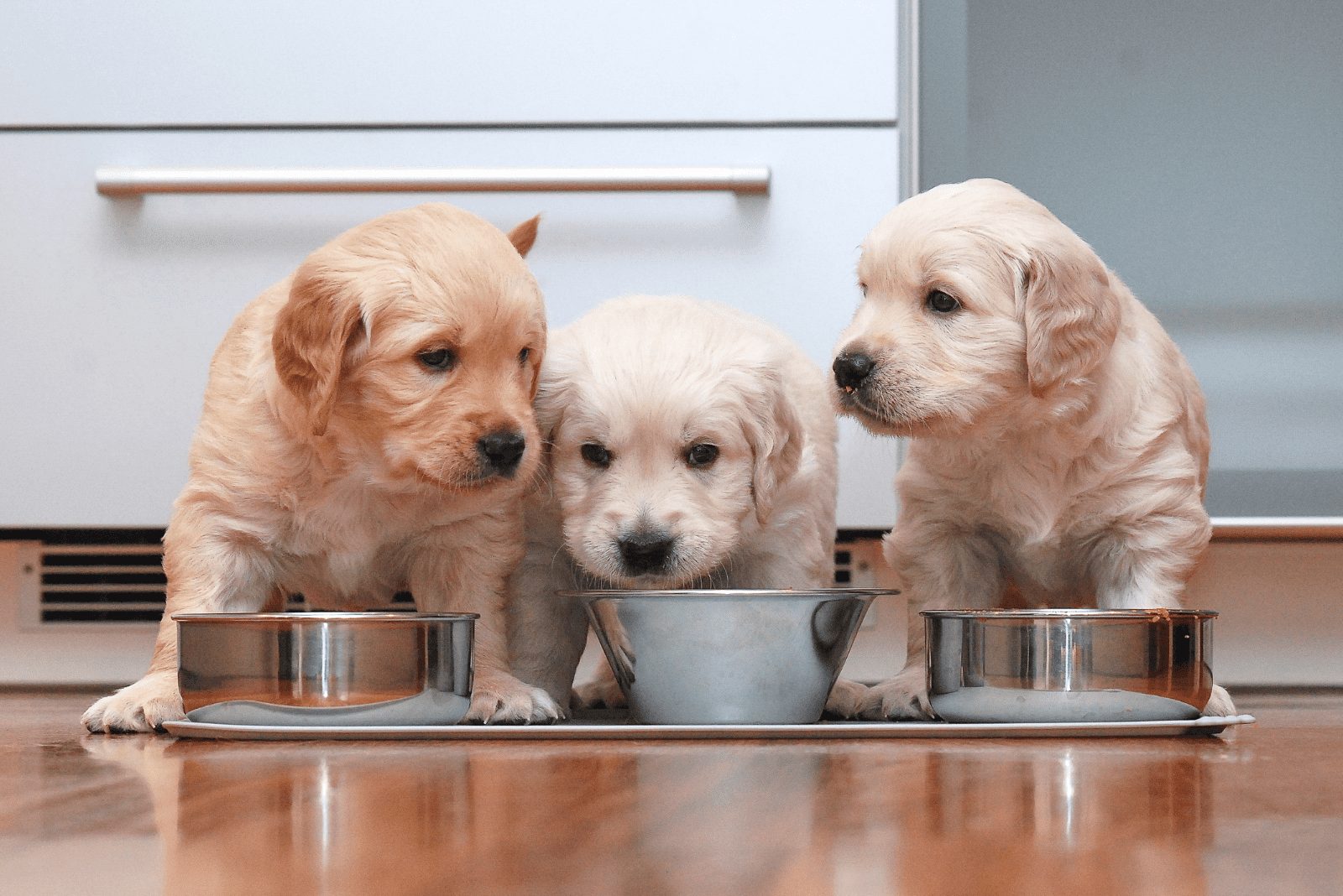 tres cachorros de Golden Retriever están de pie junto a cuencos de comida