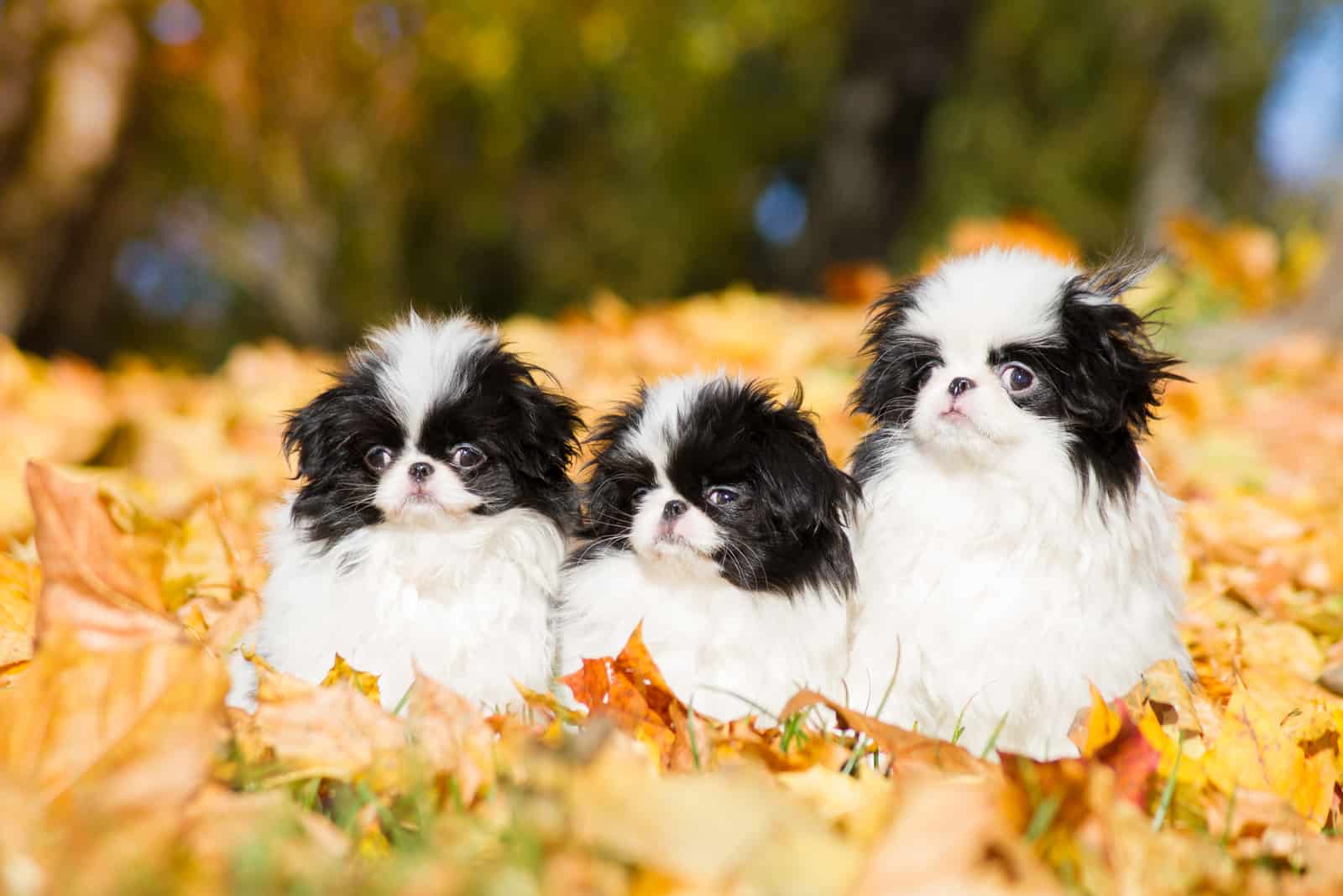 tres cachorros chin japonés
