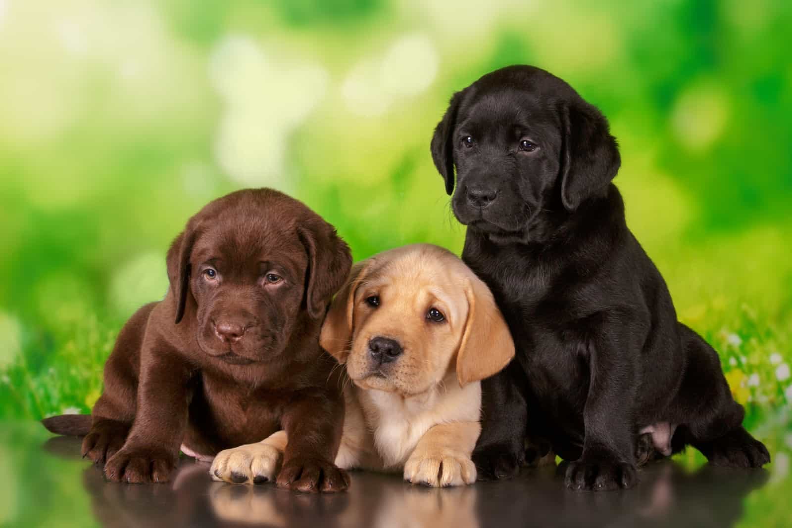 tres cachorros de Labrador Retriever están sentados