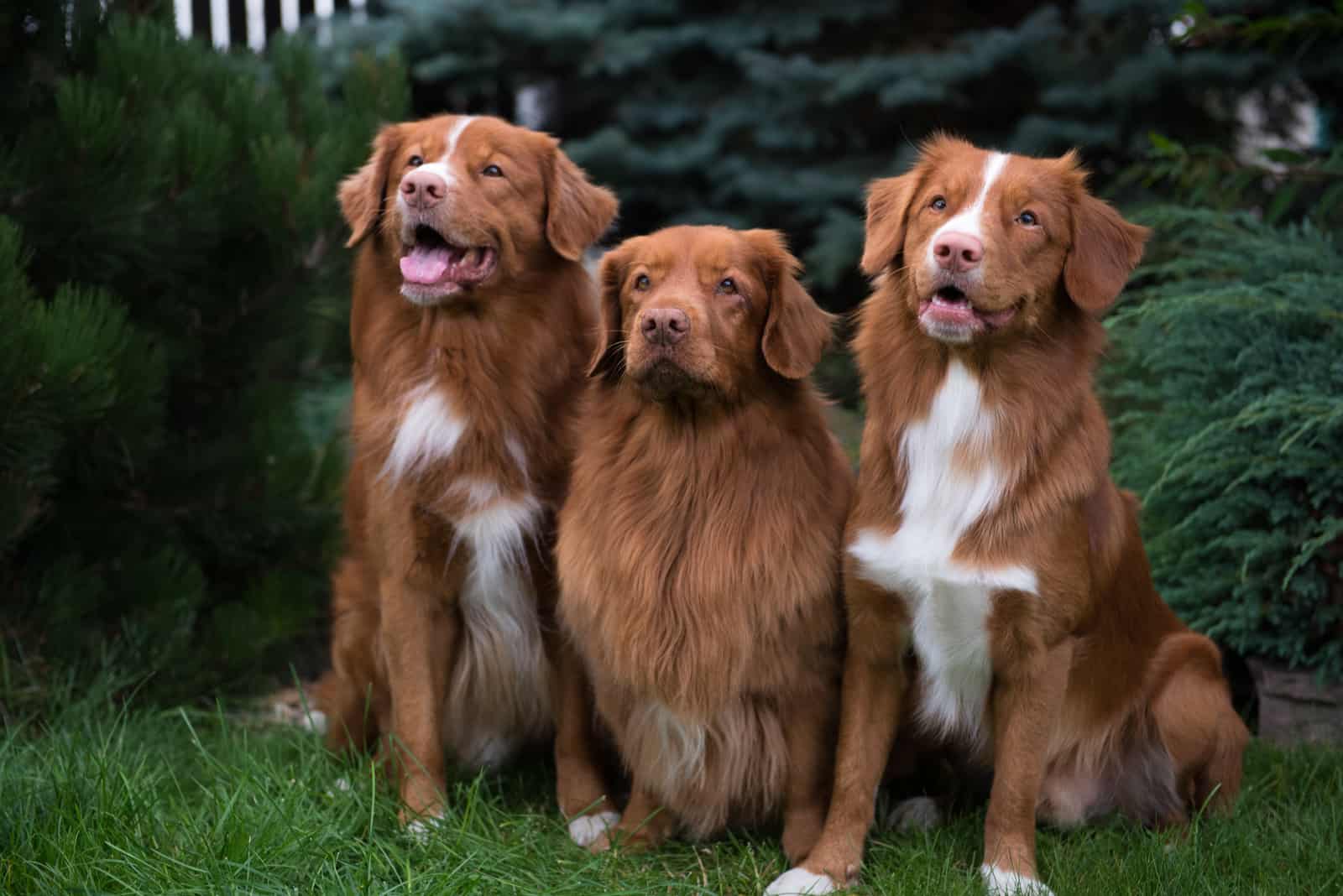 tres Nova Scotia Duck Tolling Retrievers