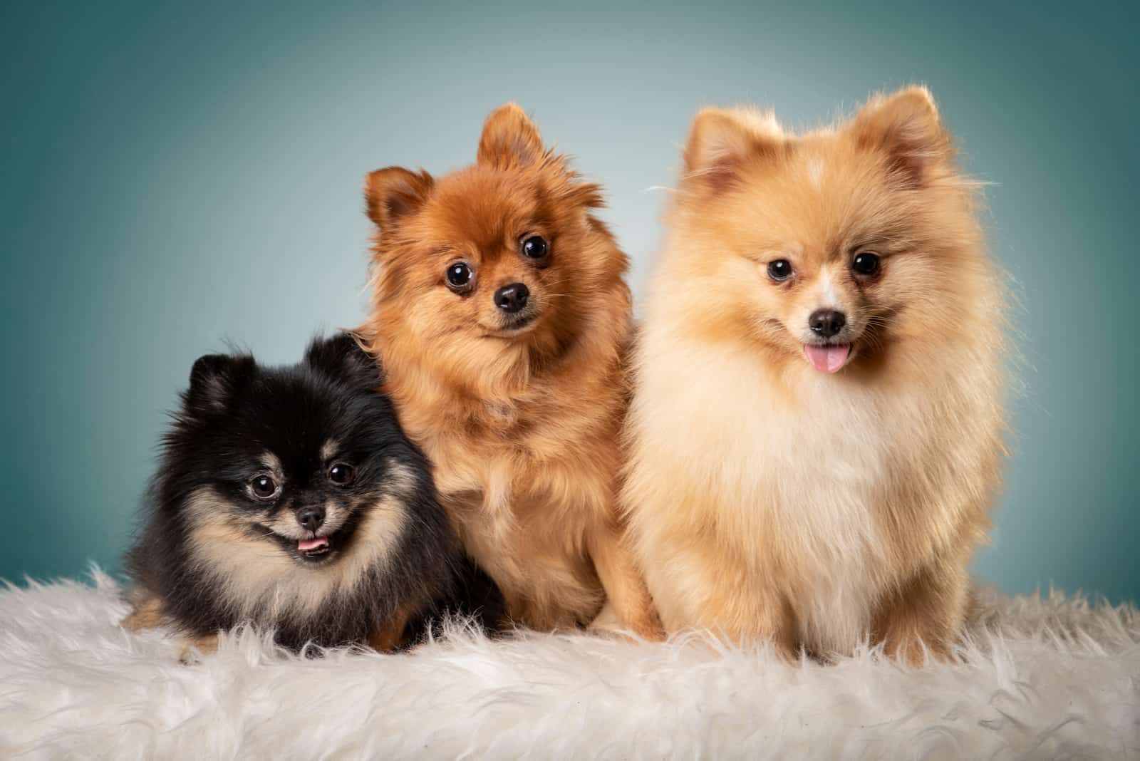 tres adorables Pomerania