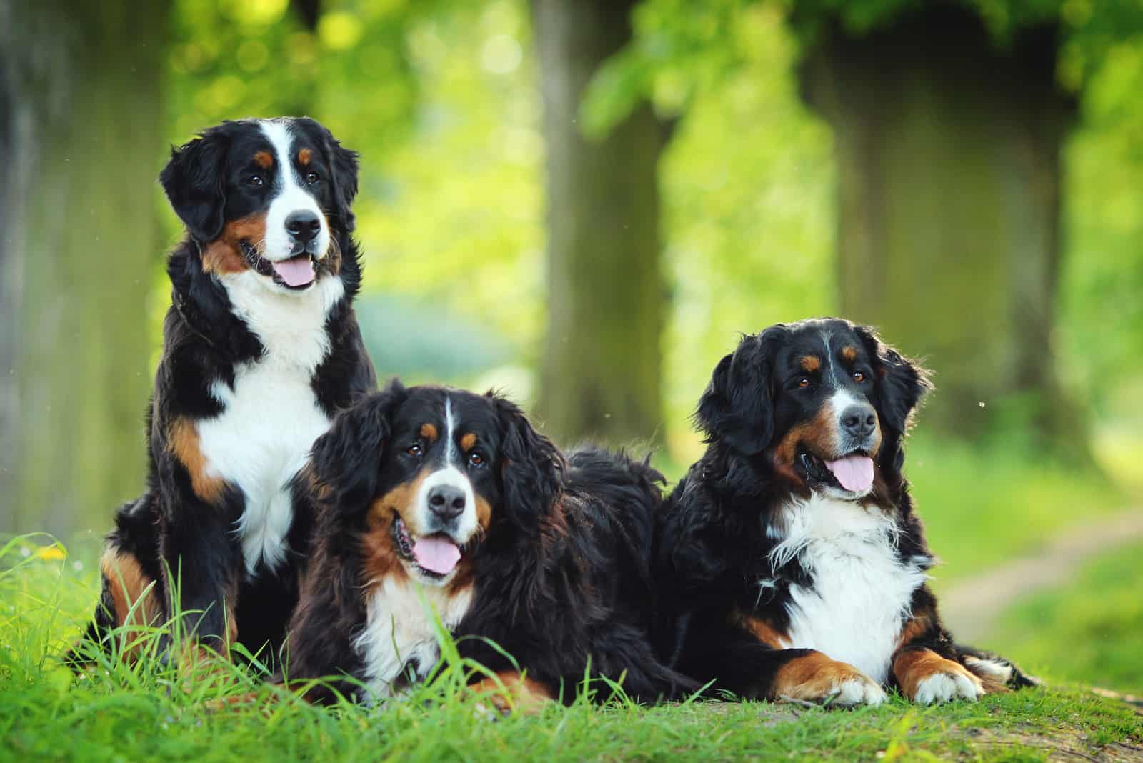 tres boyeros de berna
