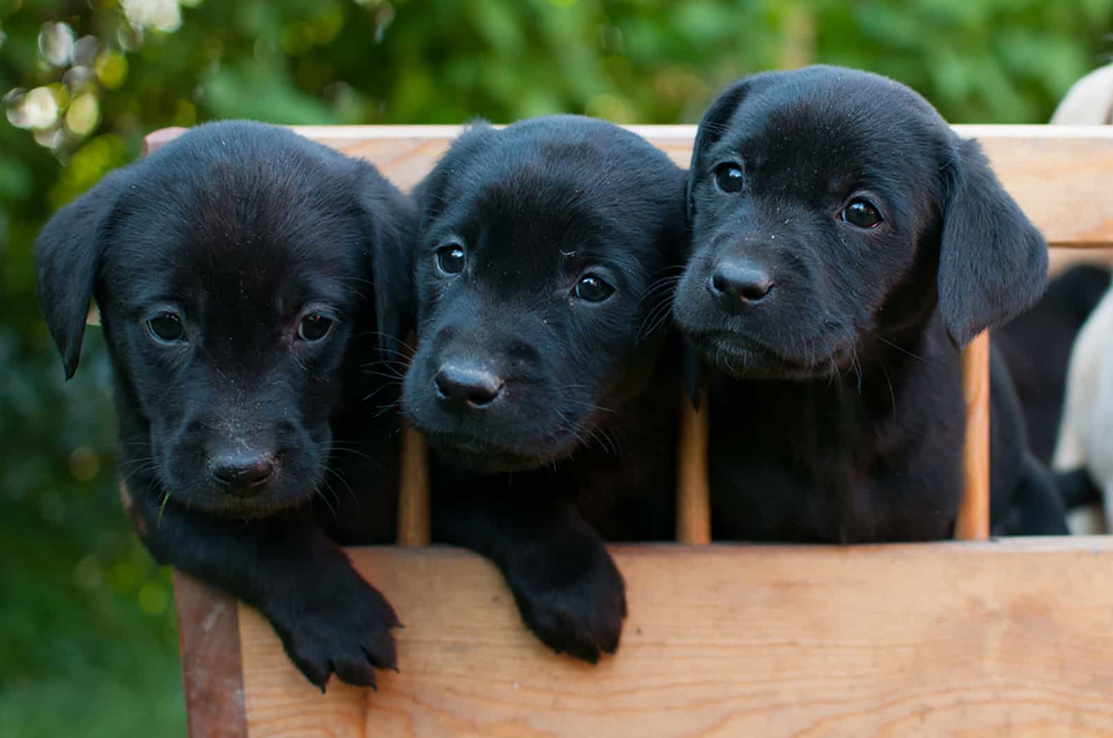 tres cachorros labradores negros en el carrito