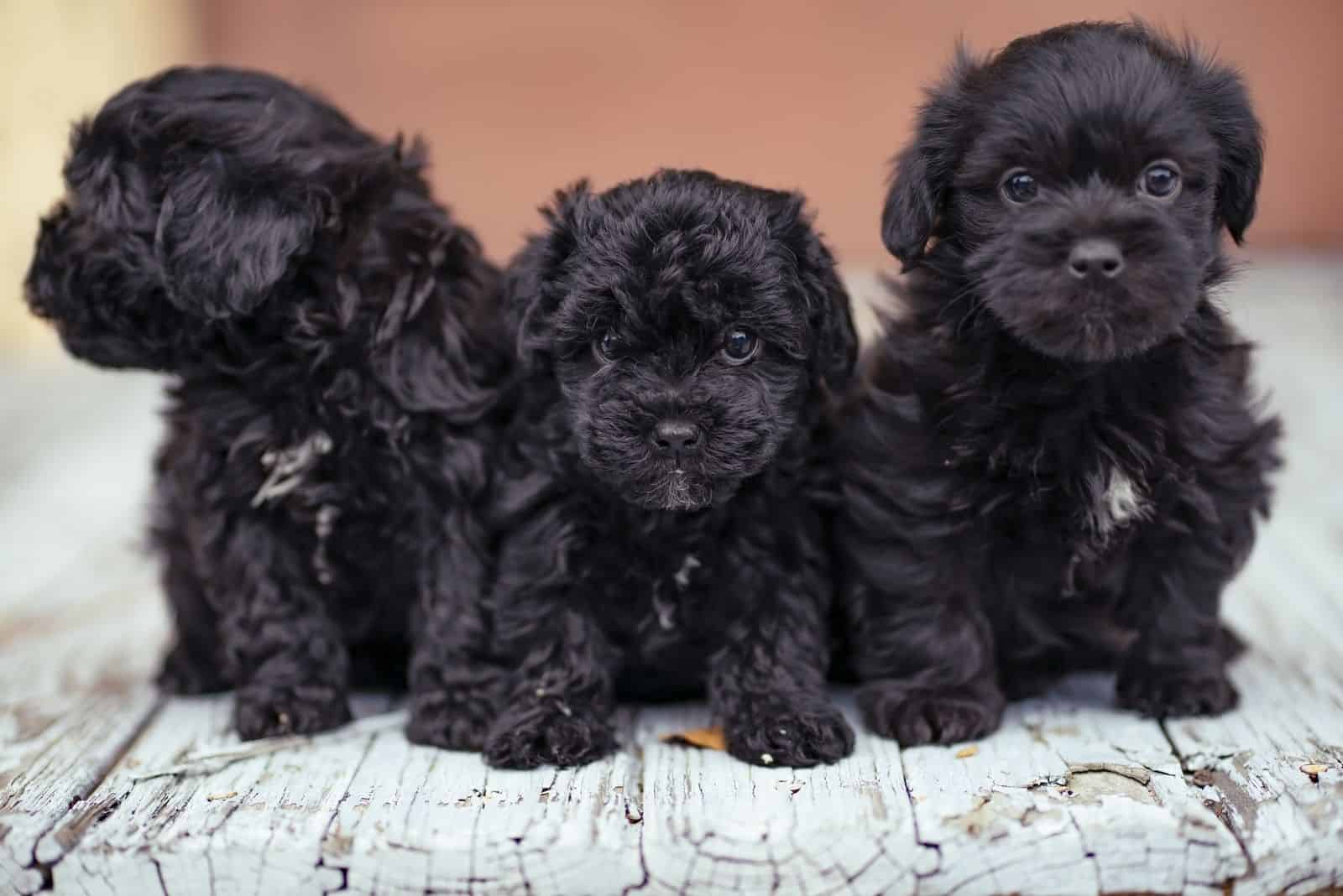 tres cachorros negros yorkie poo de pie uno al lado del otro