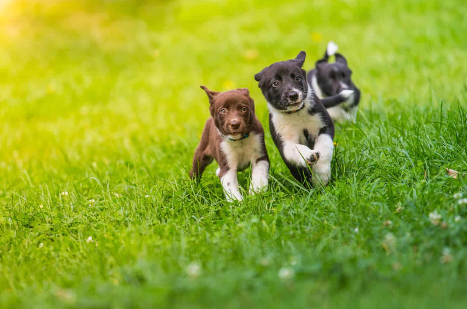tres cachorros de border collie corriendo en el césped