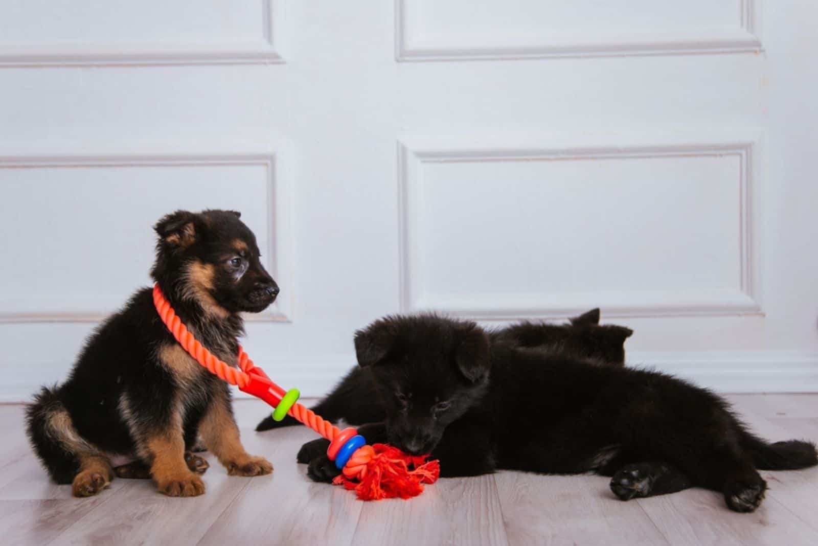 tres cachorros de pastor alemán marrón y negro jugando con juguetes de animales