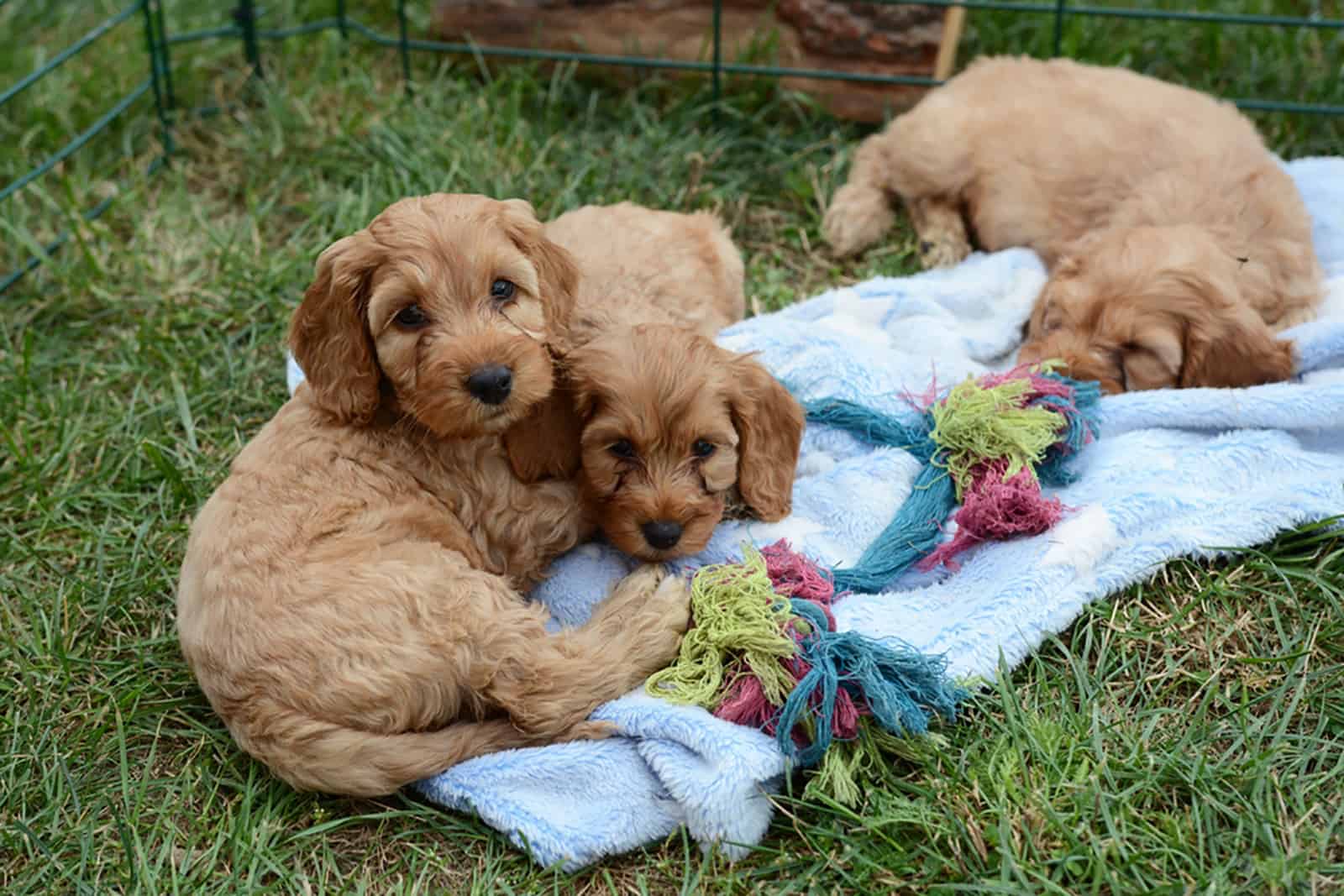 tres cachorros cockapoo acostados juntos