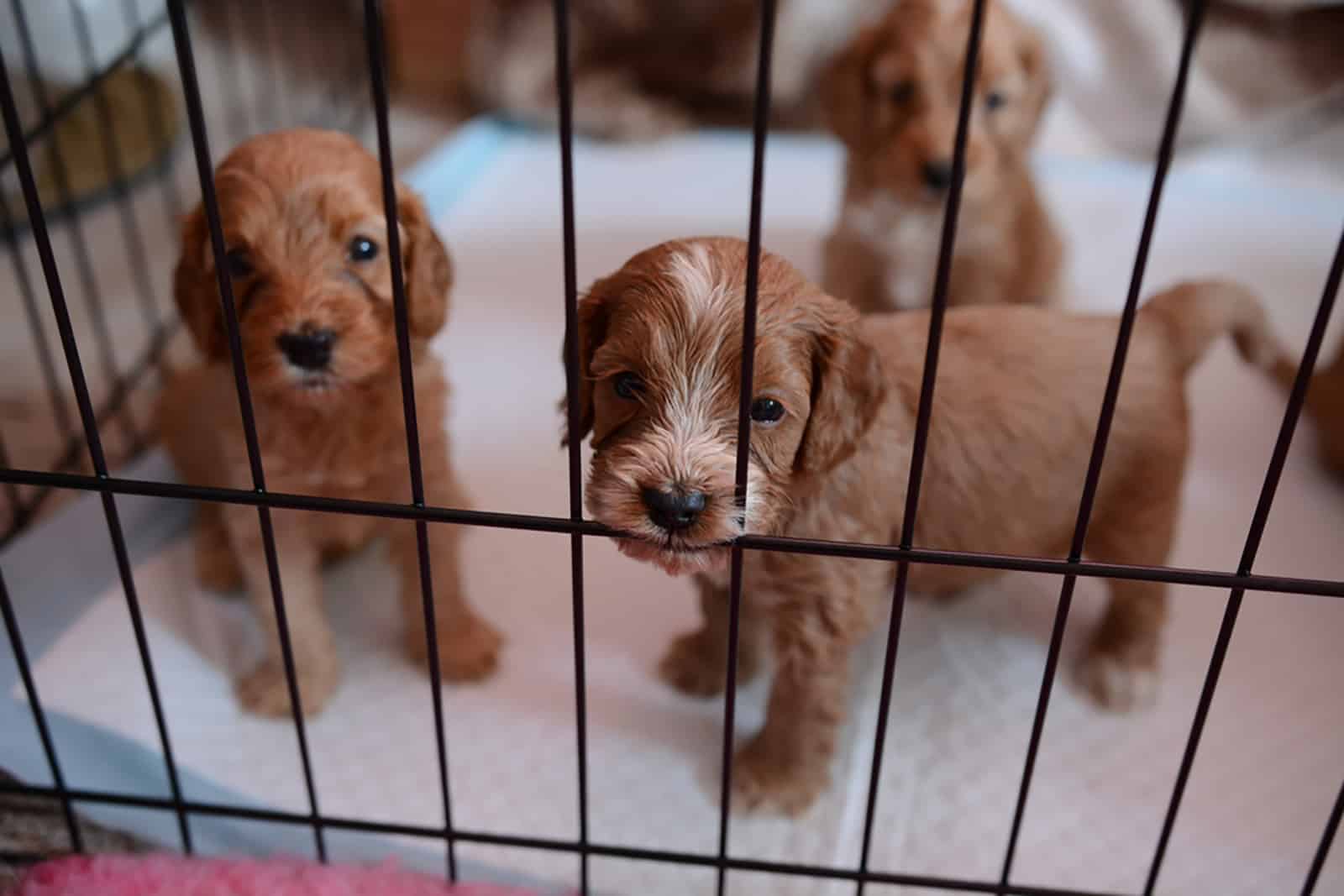 tres adorables cachorros cockapoo en una jaula