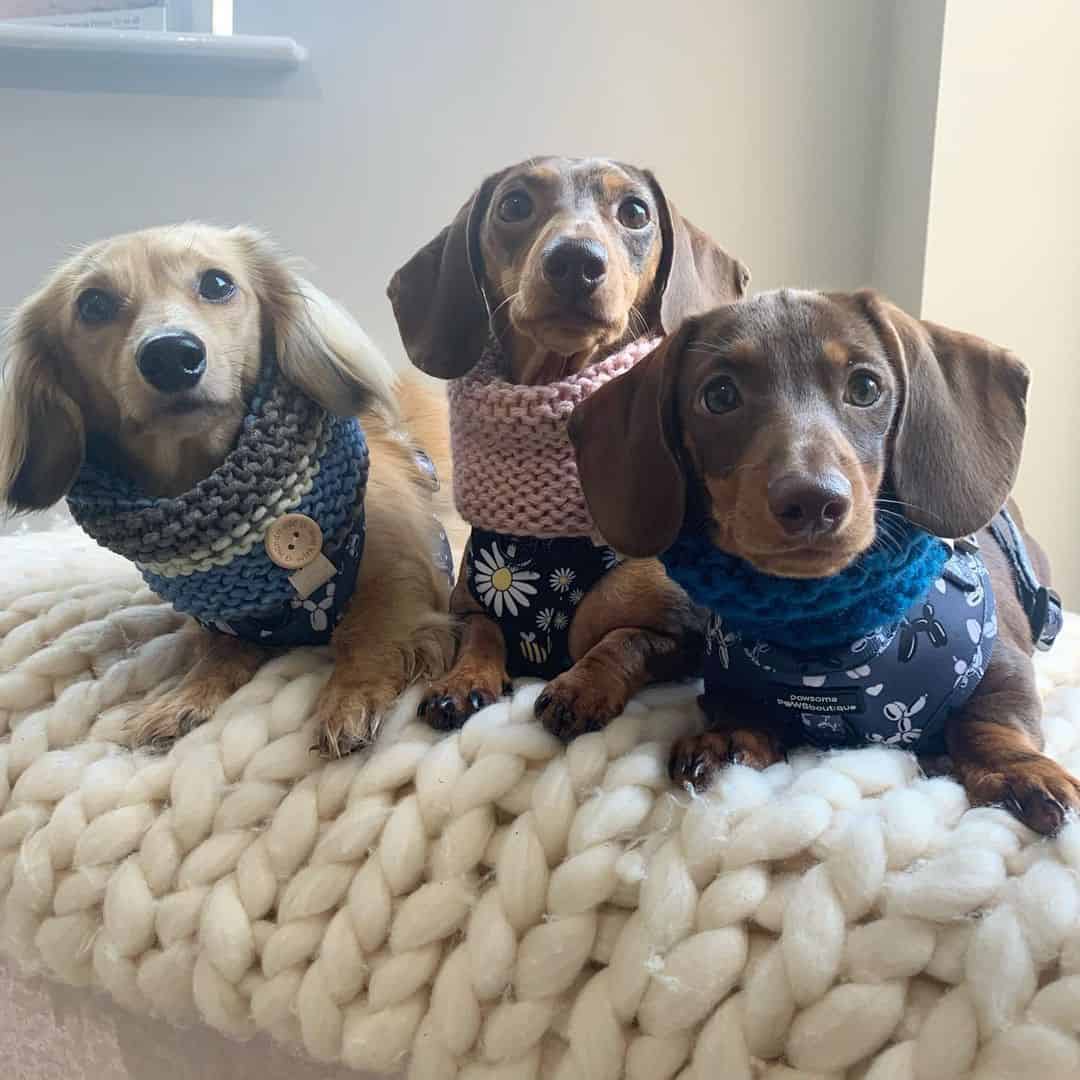 tres cachorros dachshund con suéteres