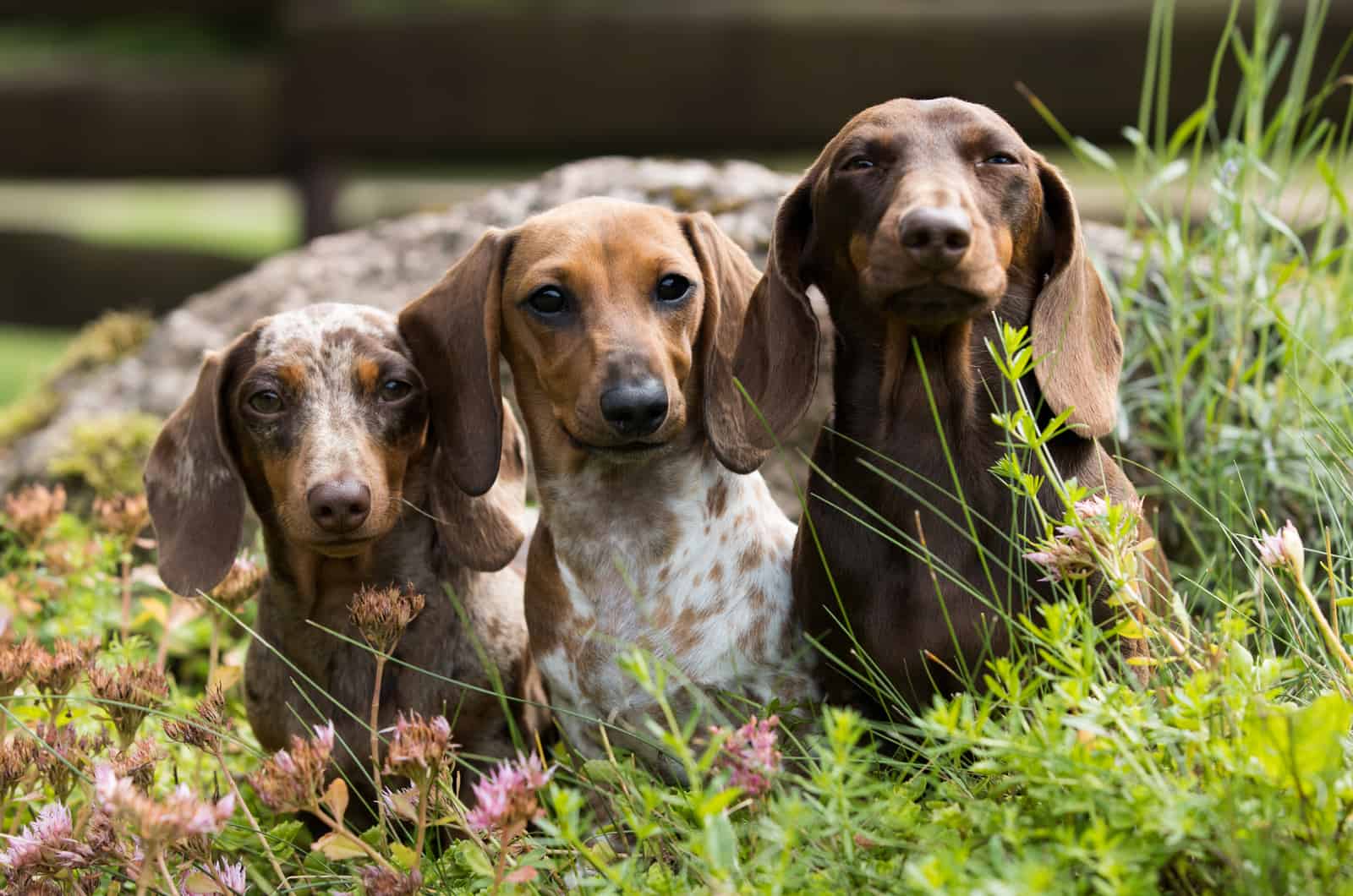 tres perros dachshund moteados
