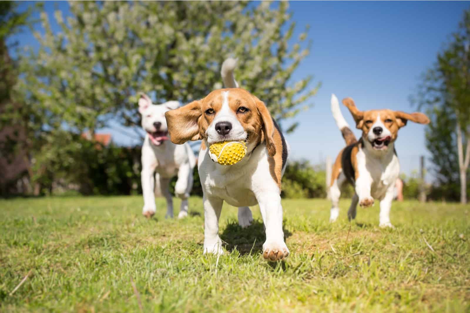 tres perros jugando en el parque