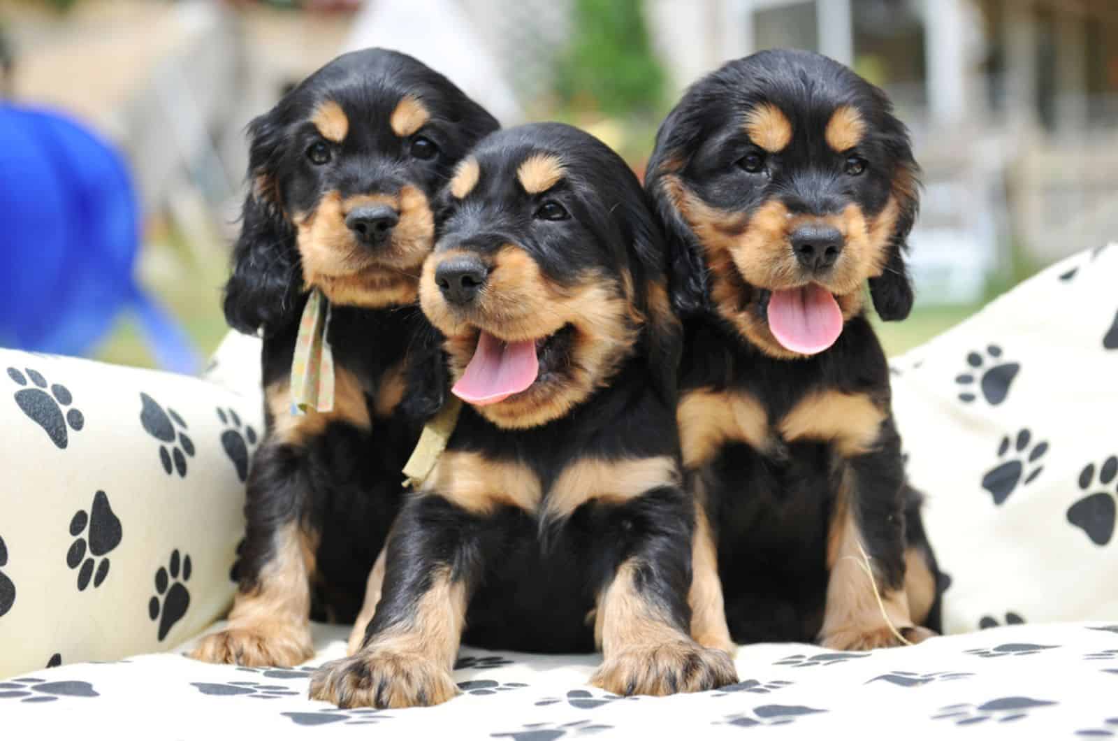 tres cachorros de cocker spaniel inglés sentados en su cama
