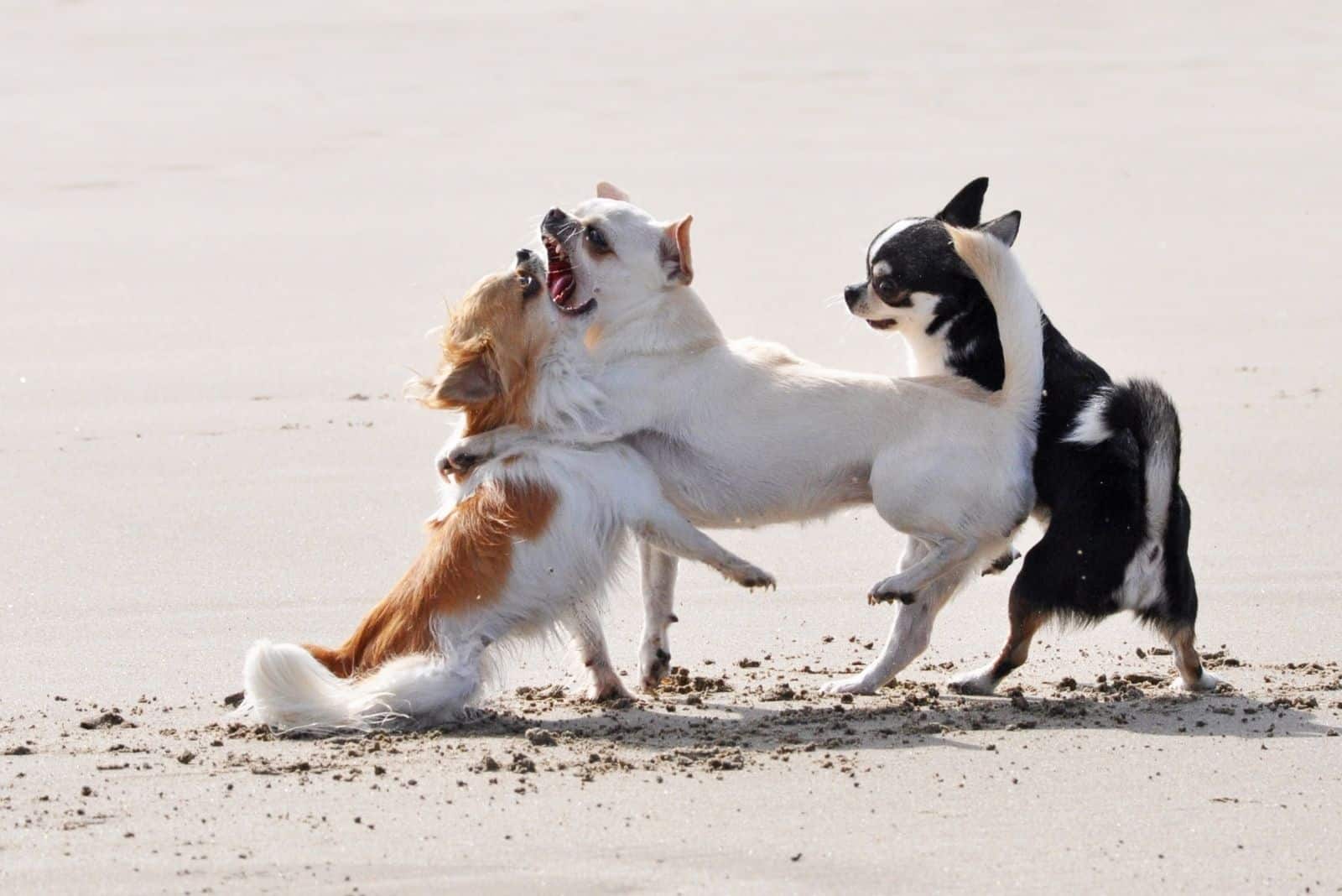 tres chihuahuas peleando en la playa agresivamente