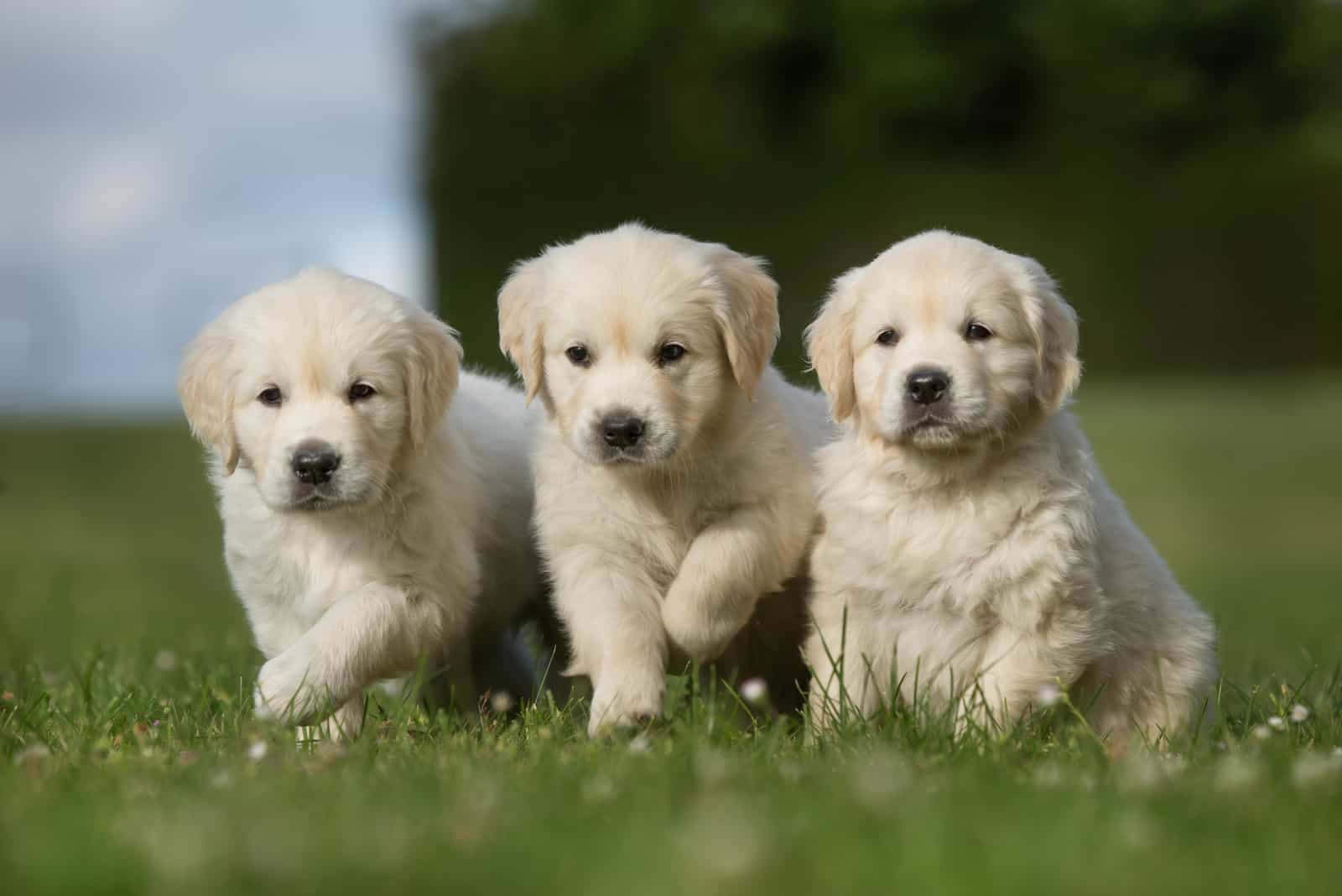 tres cachorros de golden retriever sobre césped