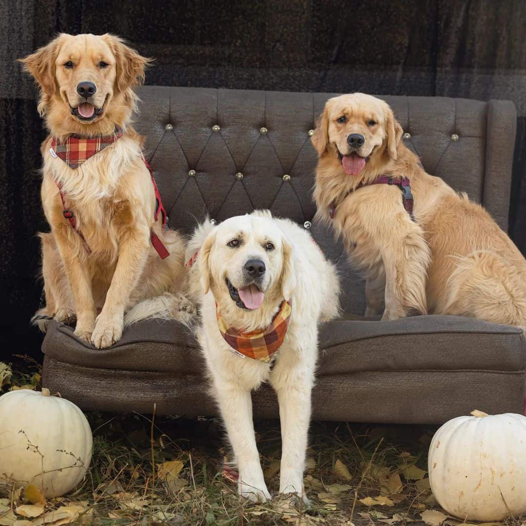 tres golden retrievers