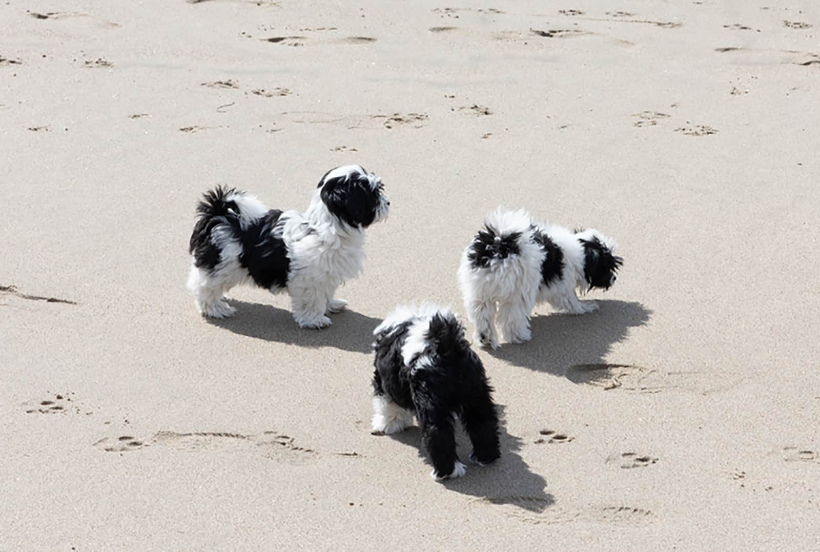 tres cachorros havanese jugando en la playa