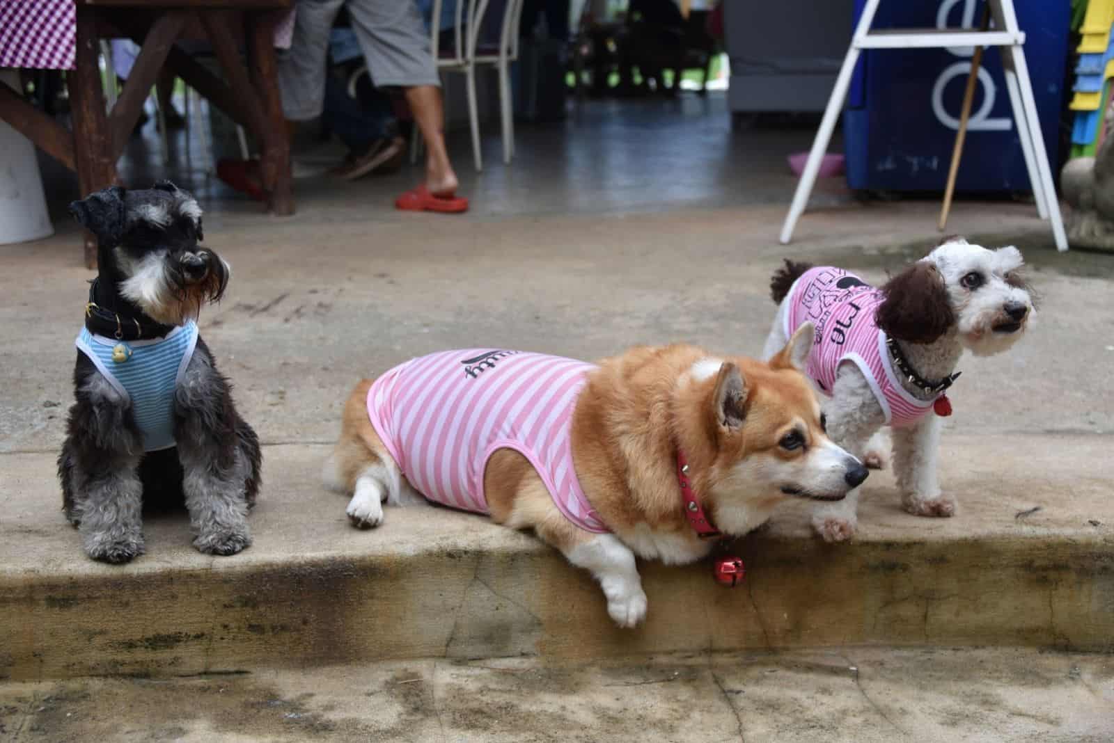 tres perros hambrientos esperando corgi, schnauzer negro y caniche