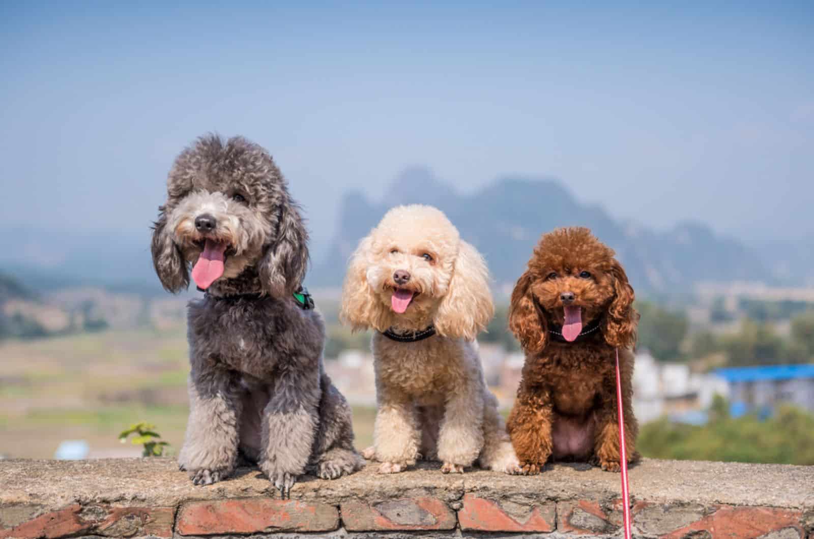 tres caniches sentados juntos