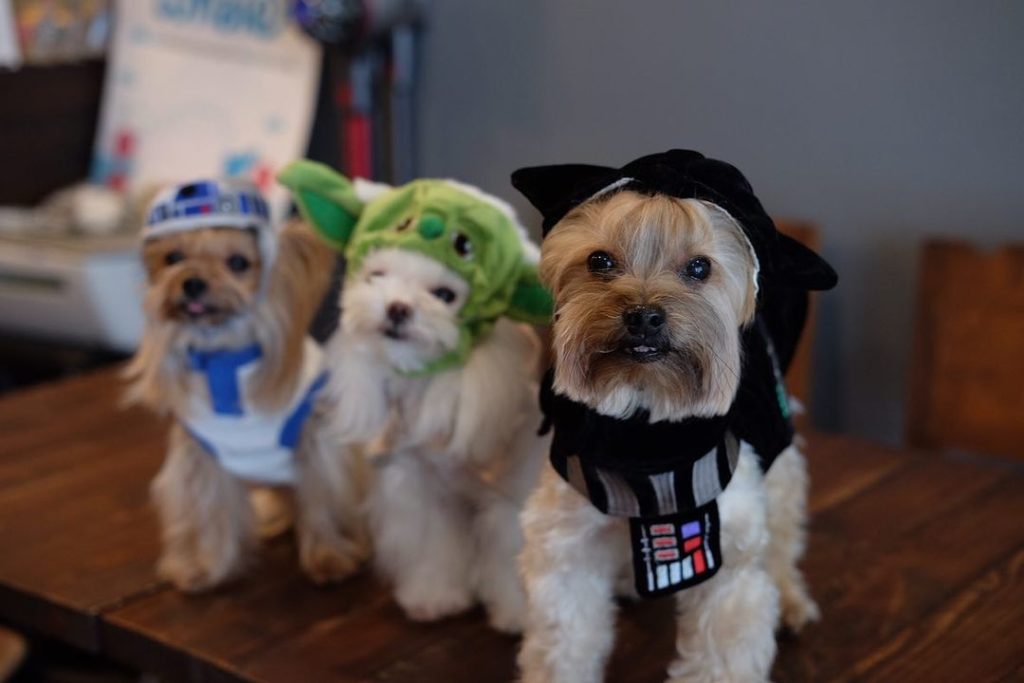 tres cachorros vestidos como personajes de star wars