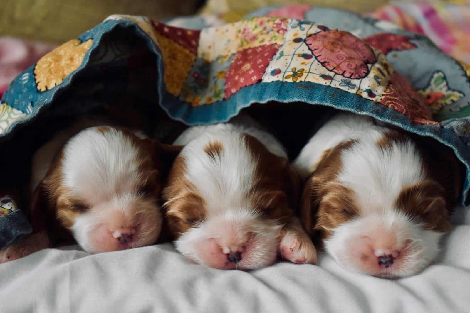 tres cachorros durmiendo bajo las cobijas