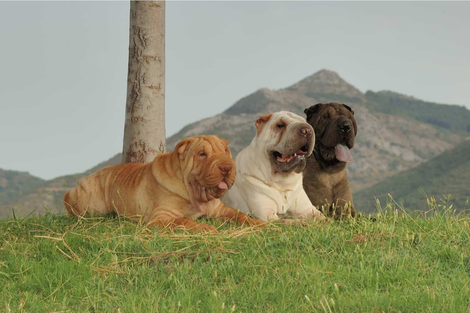 tres perros shar pei de raza pura con diferentes colores
