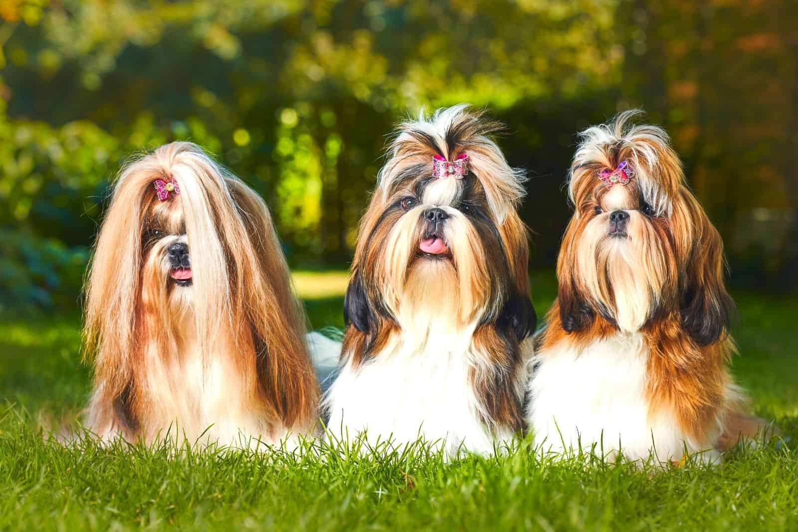 tres shih tzu uno al lado del otro al aire libre