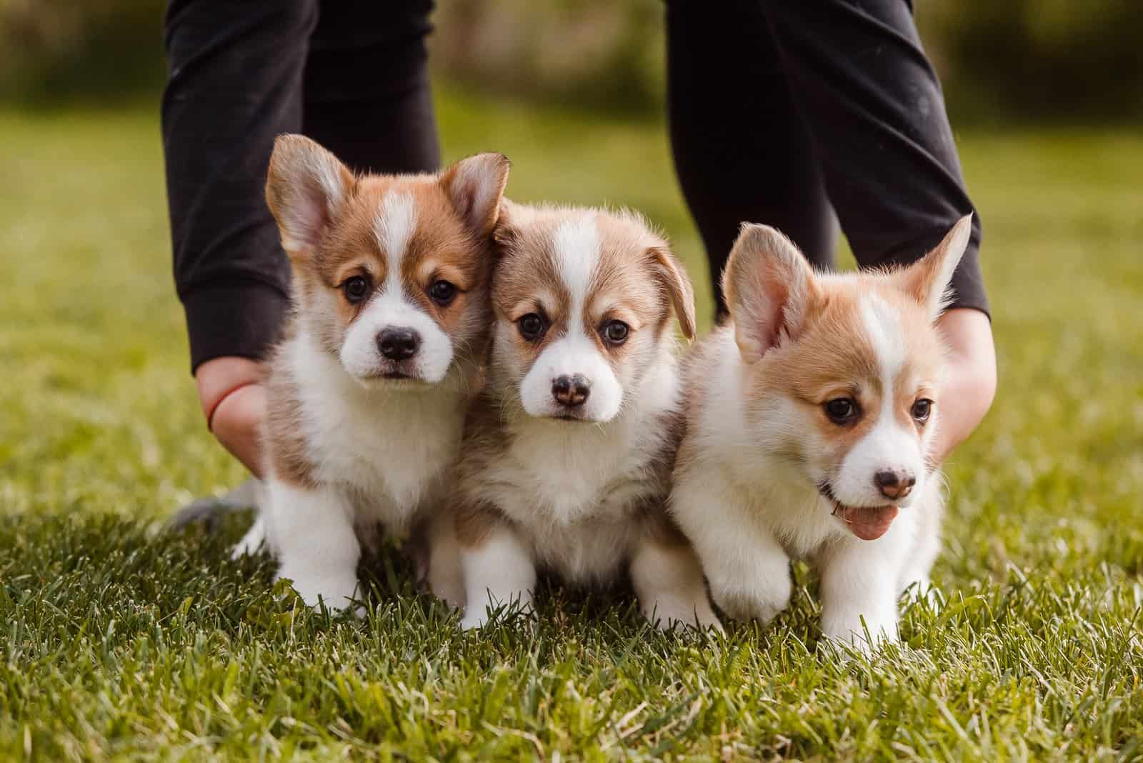 tres pequeños cachorros de corgi