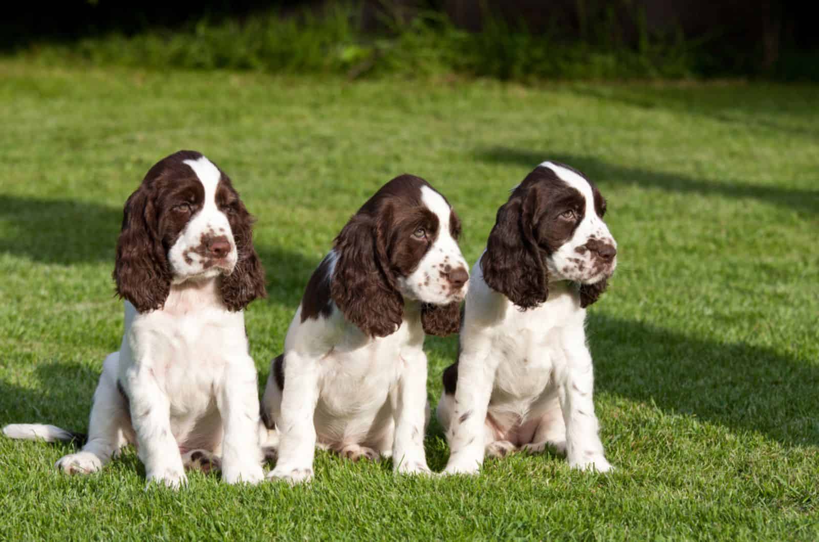 tres cachorros de springer spaniel sentados en el césped