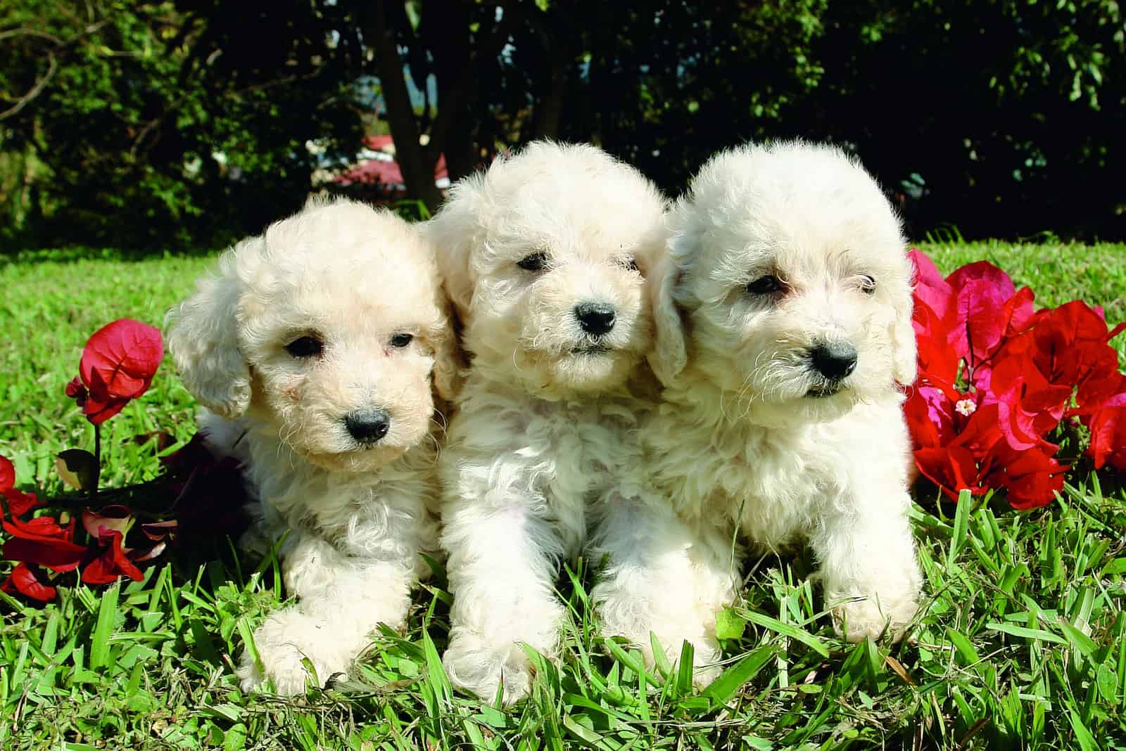 tres cachorros de caniche blancos en el parque