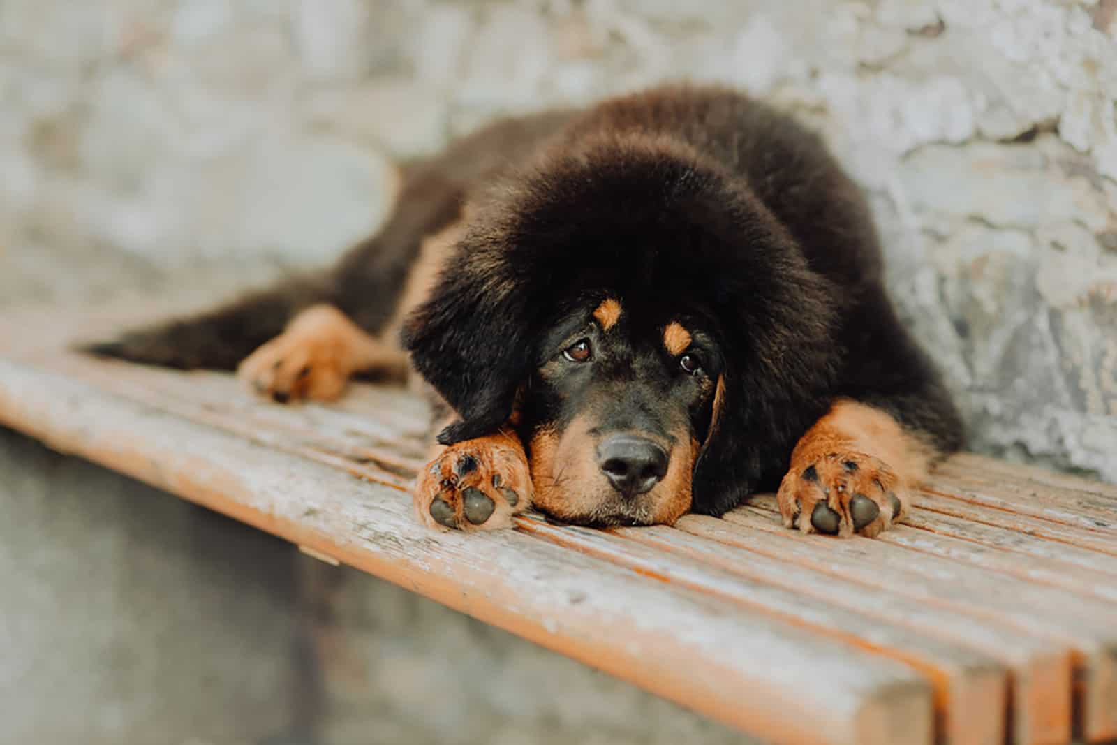 cachorro de mastín tibetano tumbado en el banco