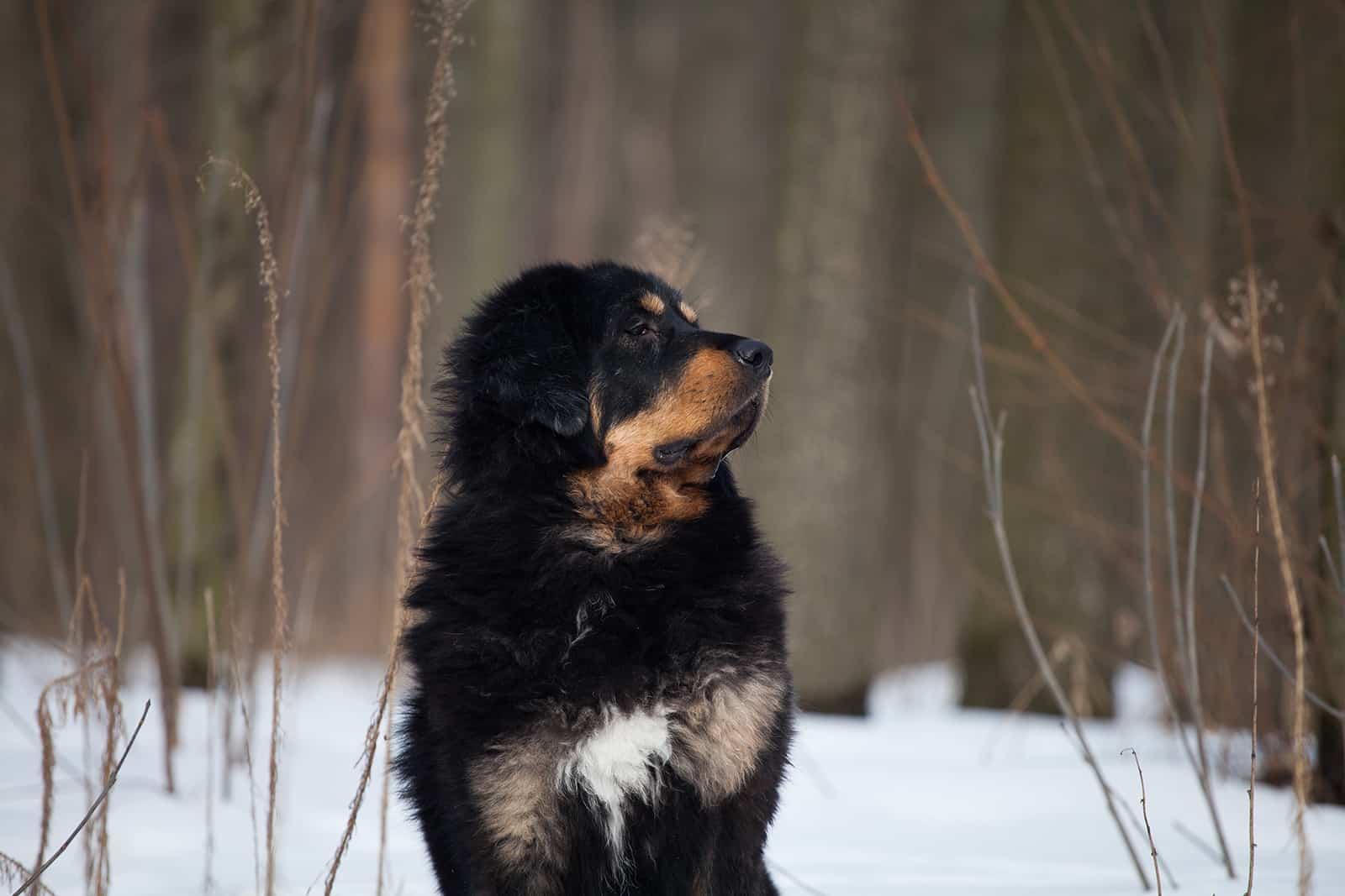 mastín tibetano de pie en la nieve