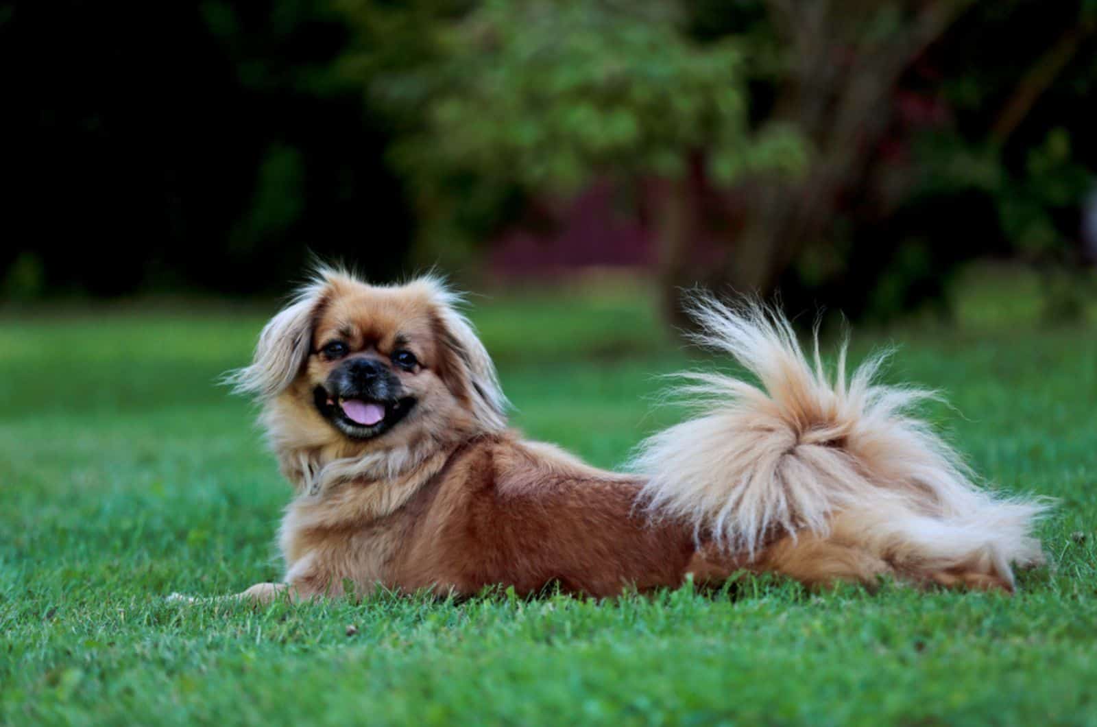 spaniel tibetano en la hierba