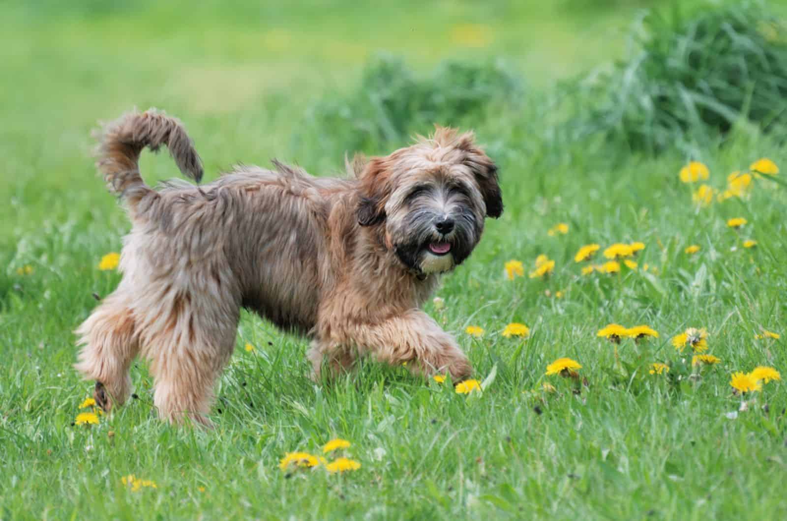 terrier tibetano en un prado