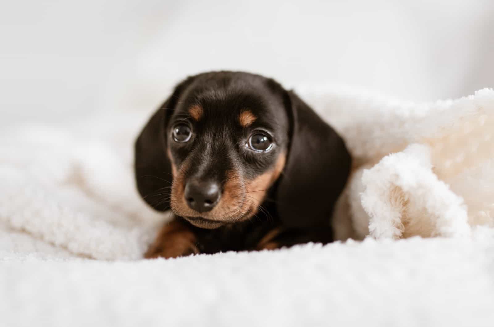 perro salchicha pequeño en una manta