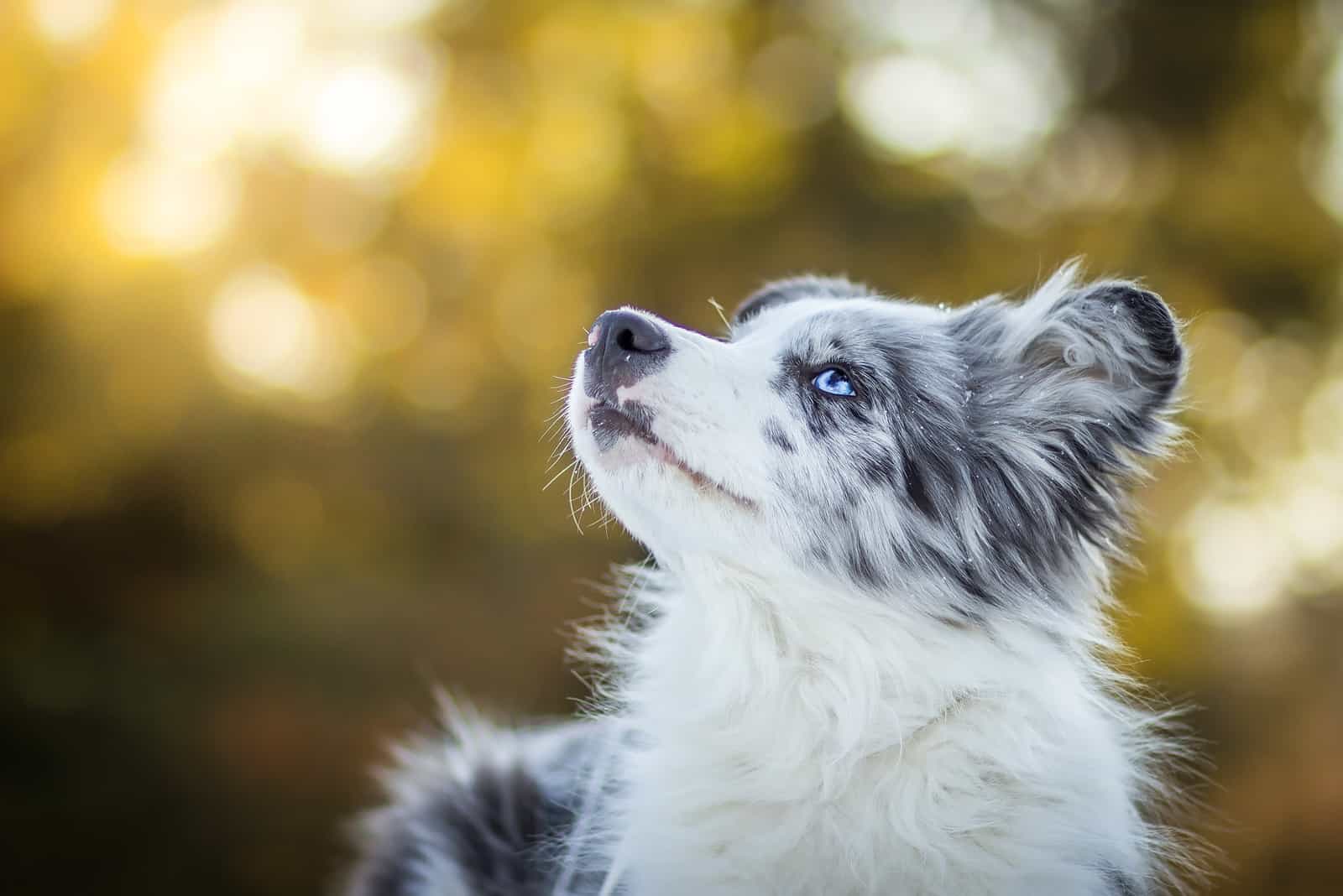 pequeño border collie merle azul